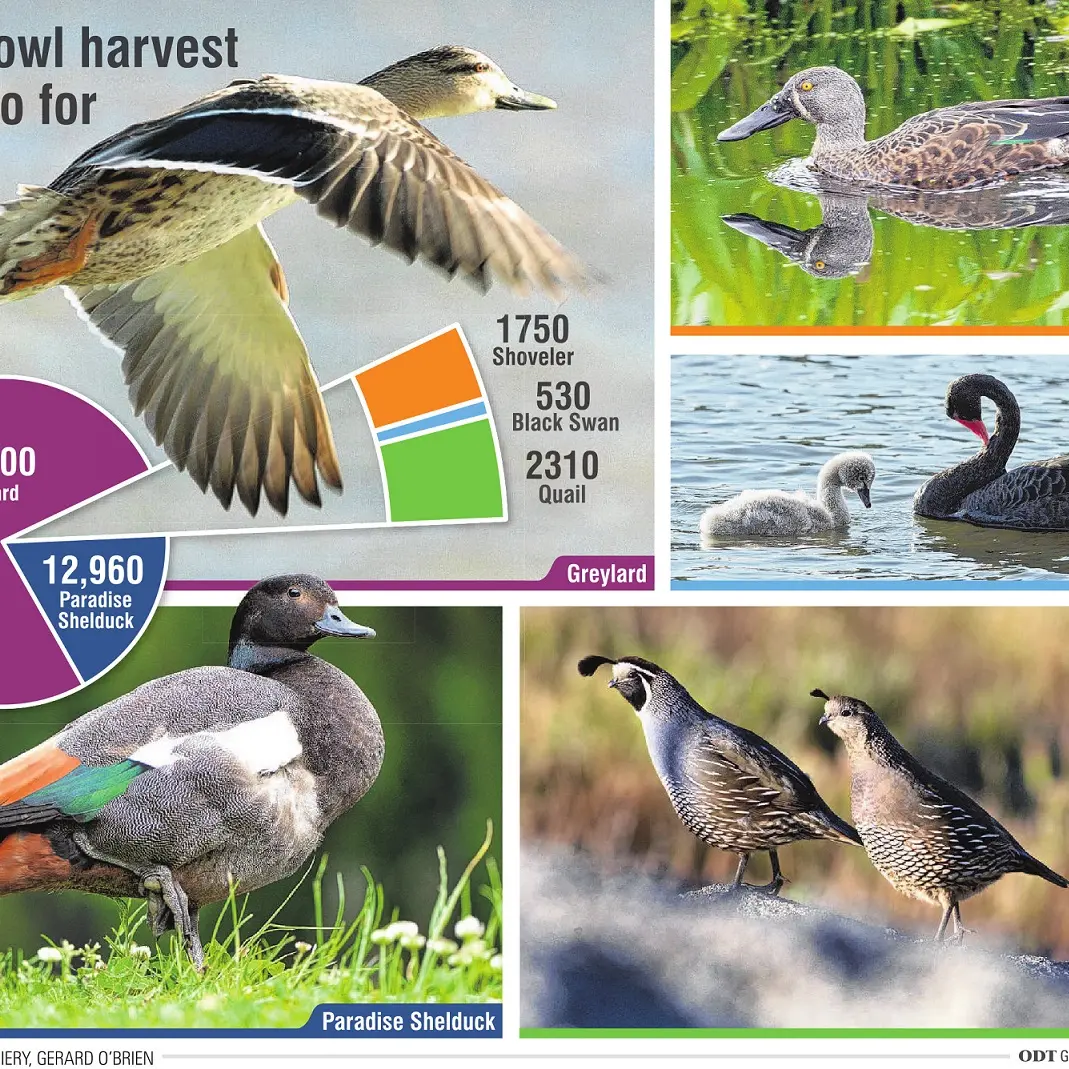 ‘Greylards’ make up most of Otago gamebird harvest