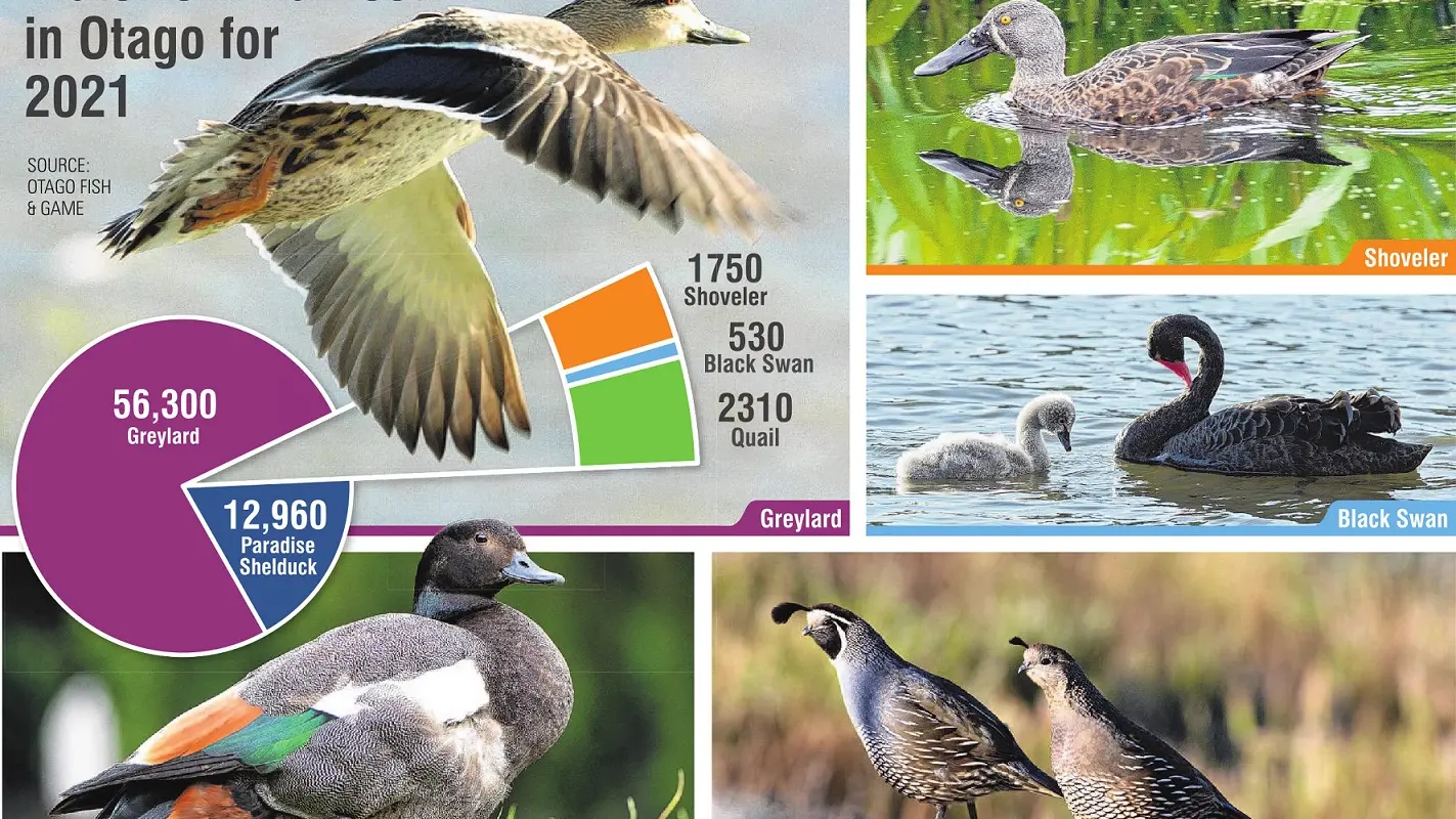 ‘Greylards’ make up most of Otago gamebird harvest