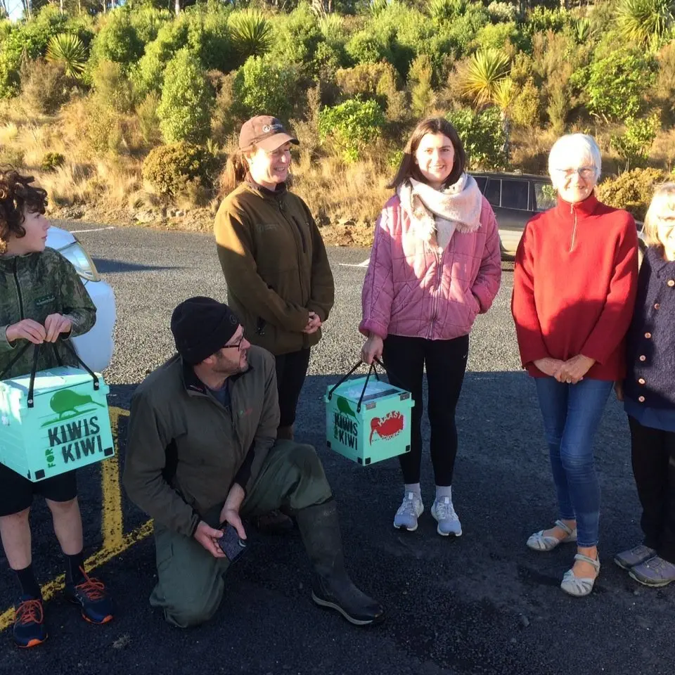 Kiwi chicks on the move