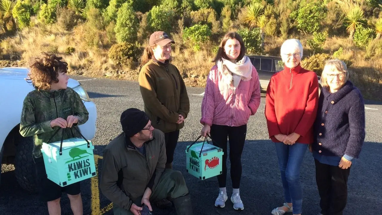 Kiwi chicks on the move