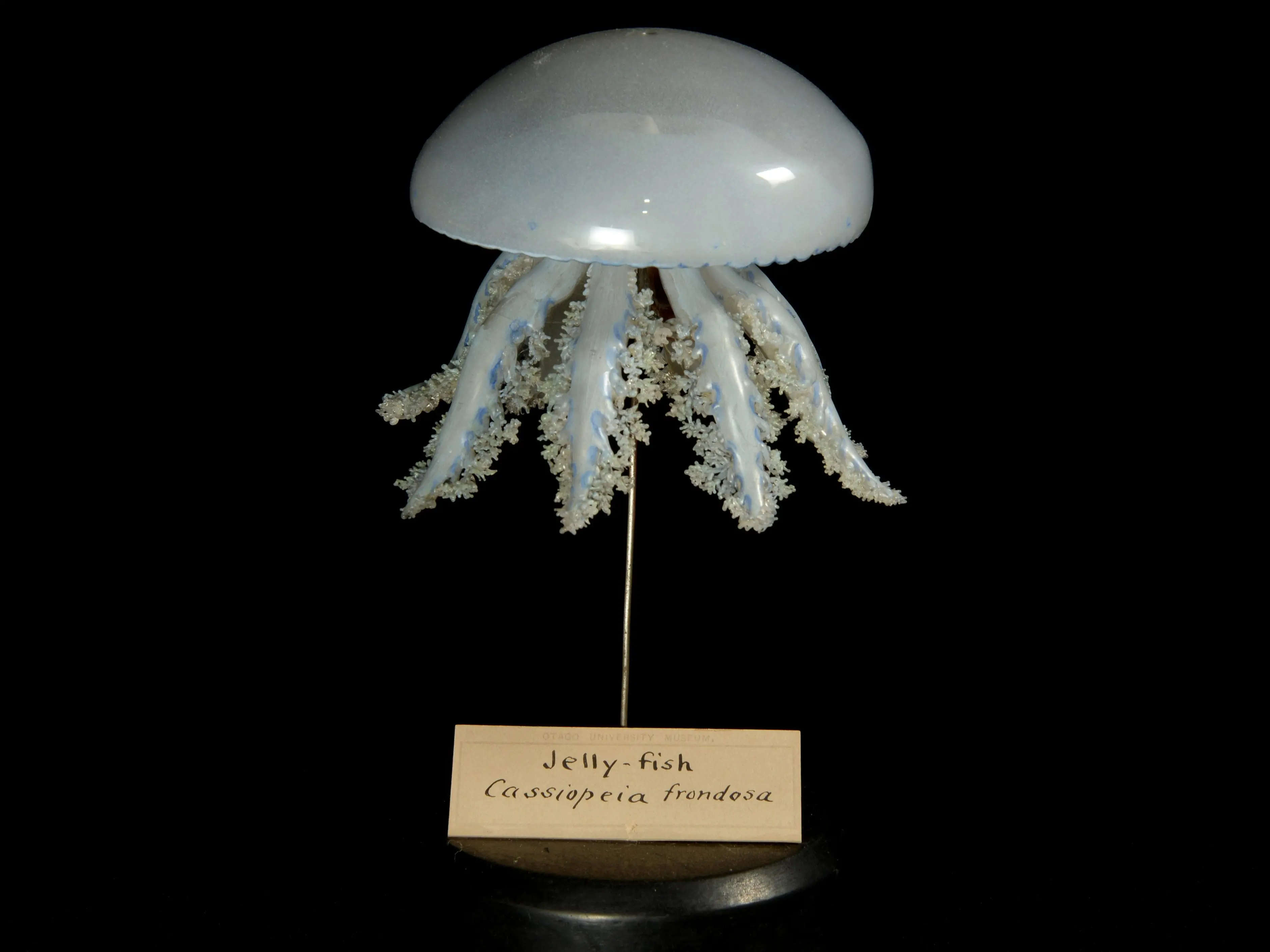Detailed models crafted from glass