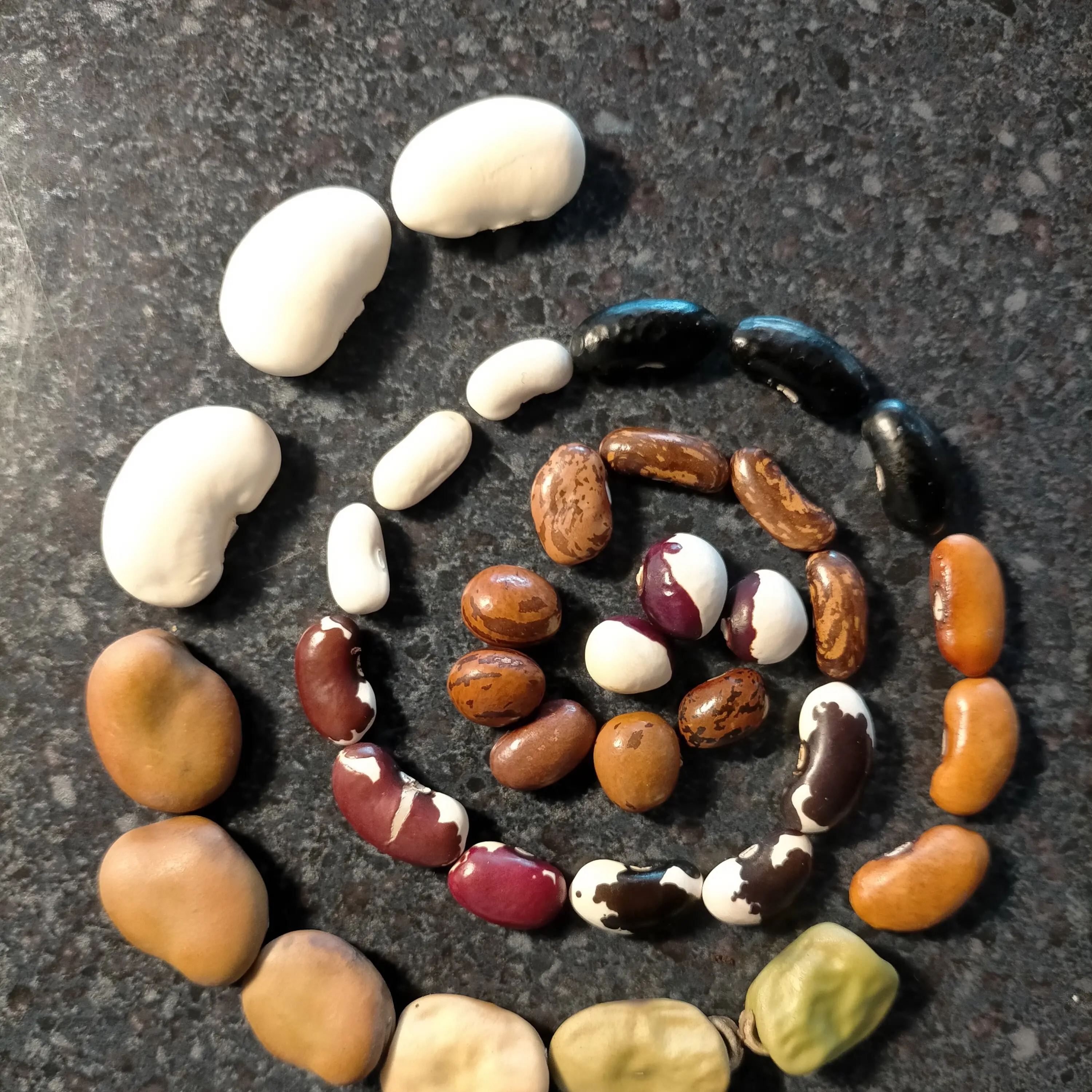 Pulses bring the garden alive
