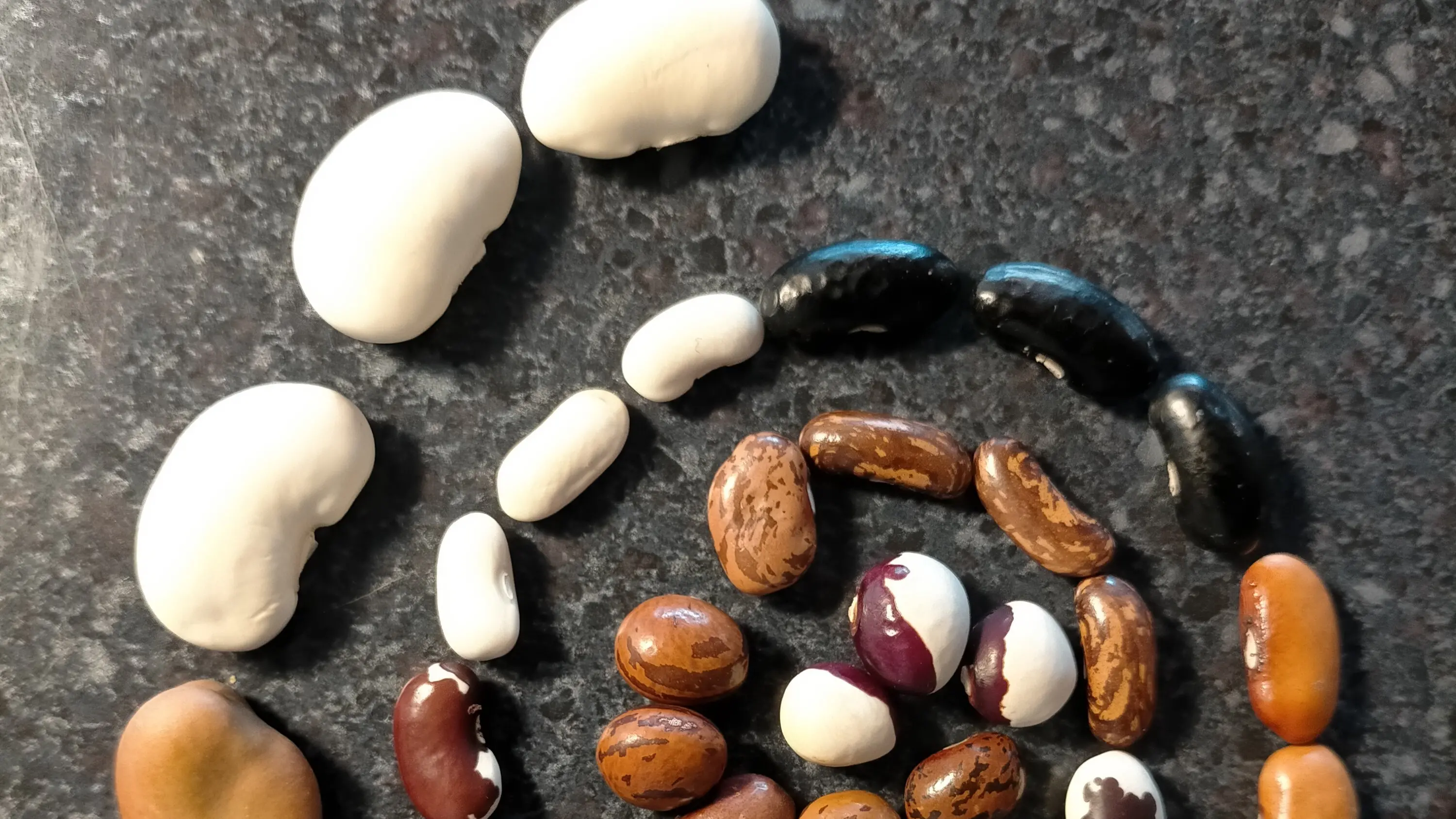 Pulses bring the garden alive