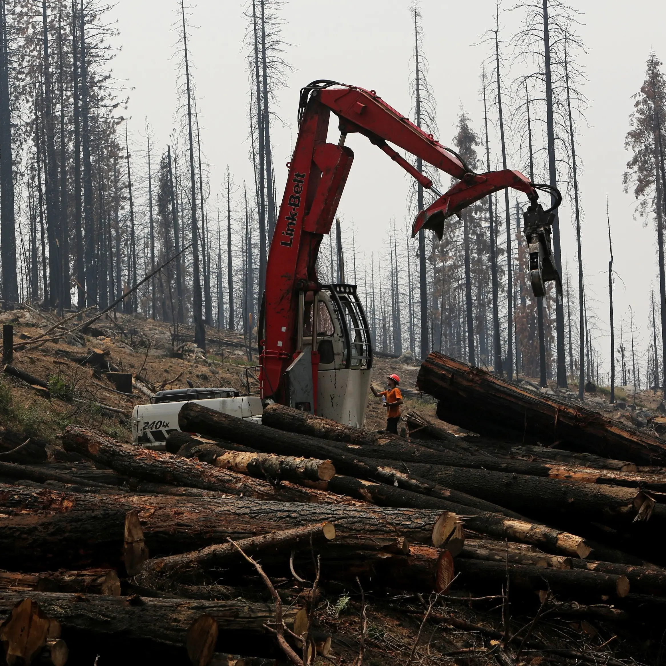 COP26: Leaders pledge to end deforestation by 2030