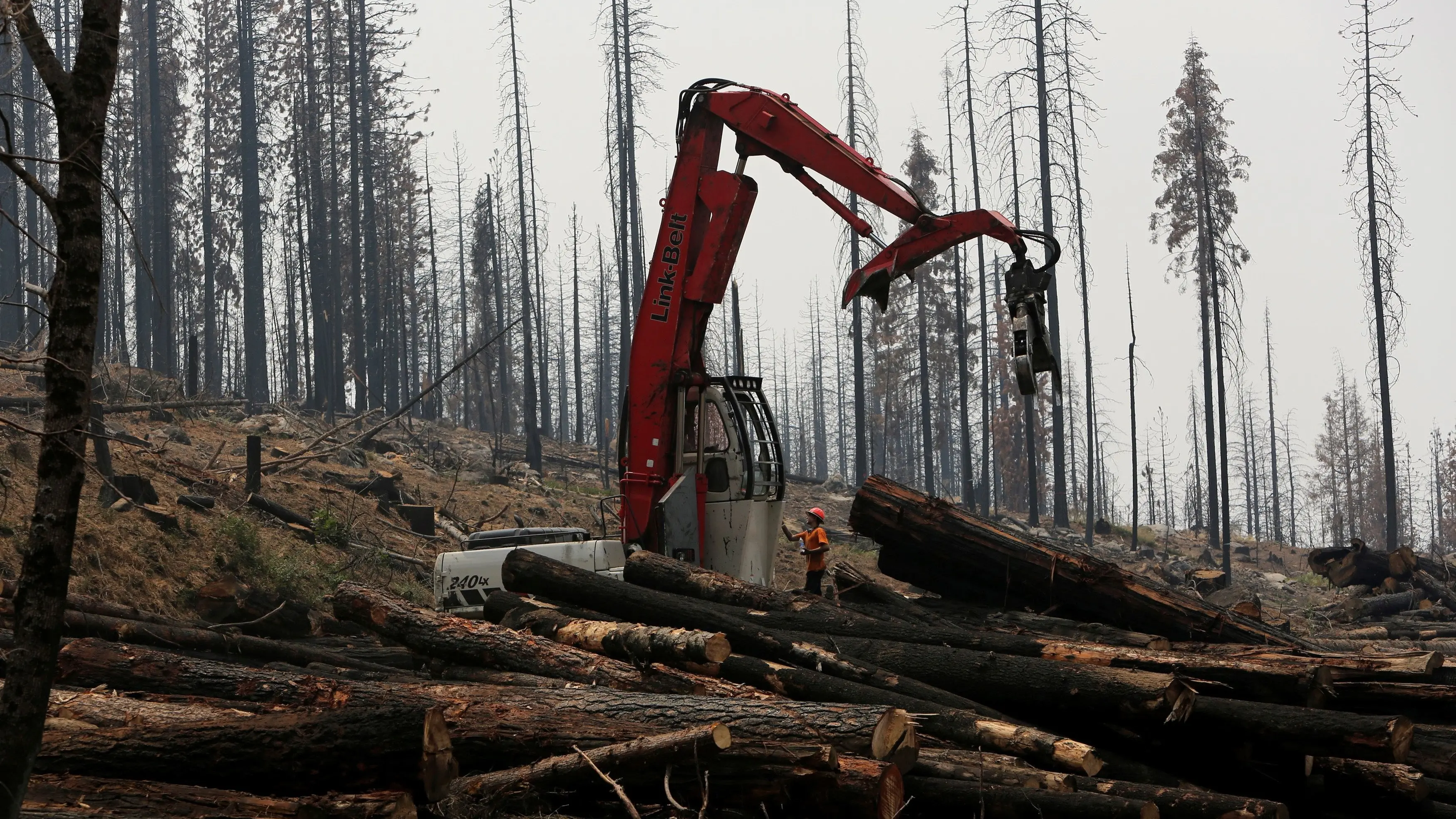 COP26: Leaders pledge to end deforestation by 2030