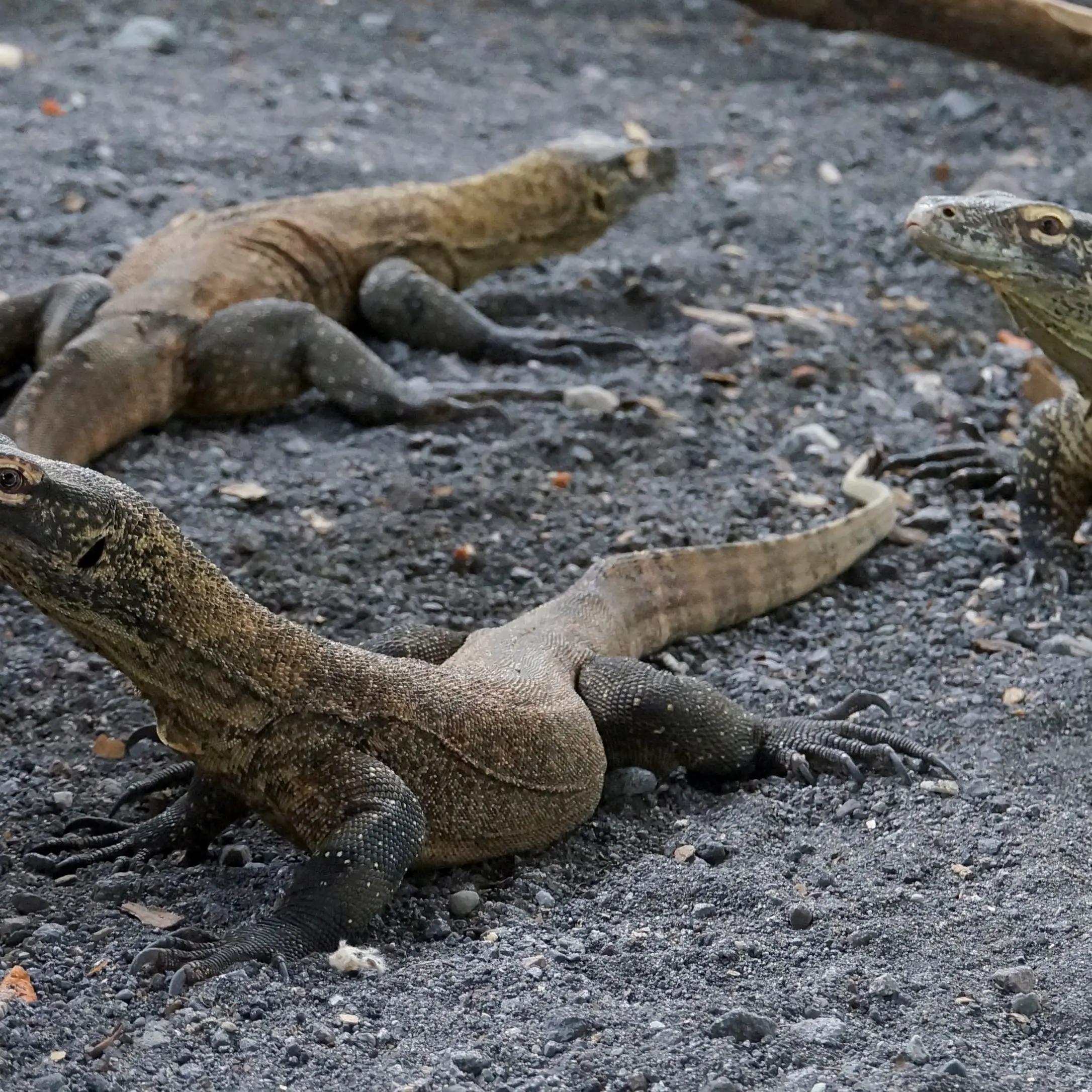 Zoo trying to save Komodo dragons
