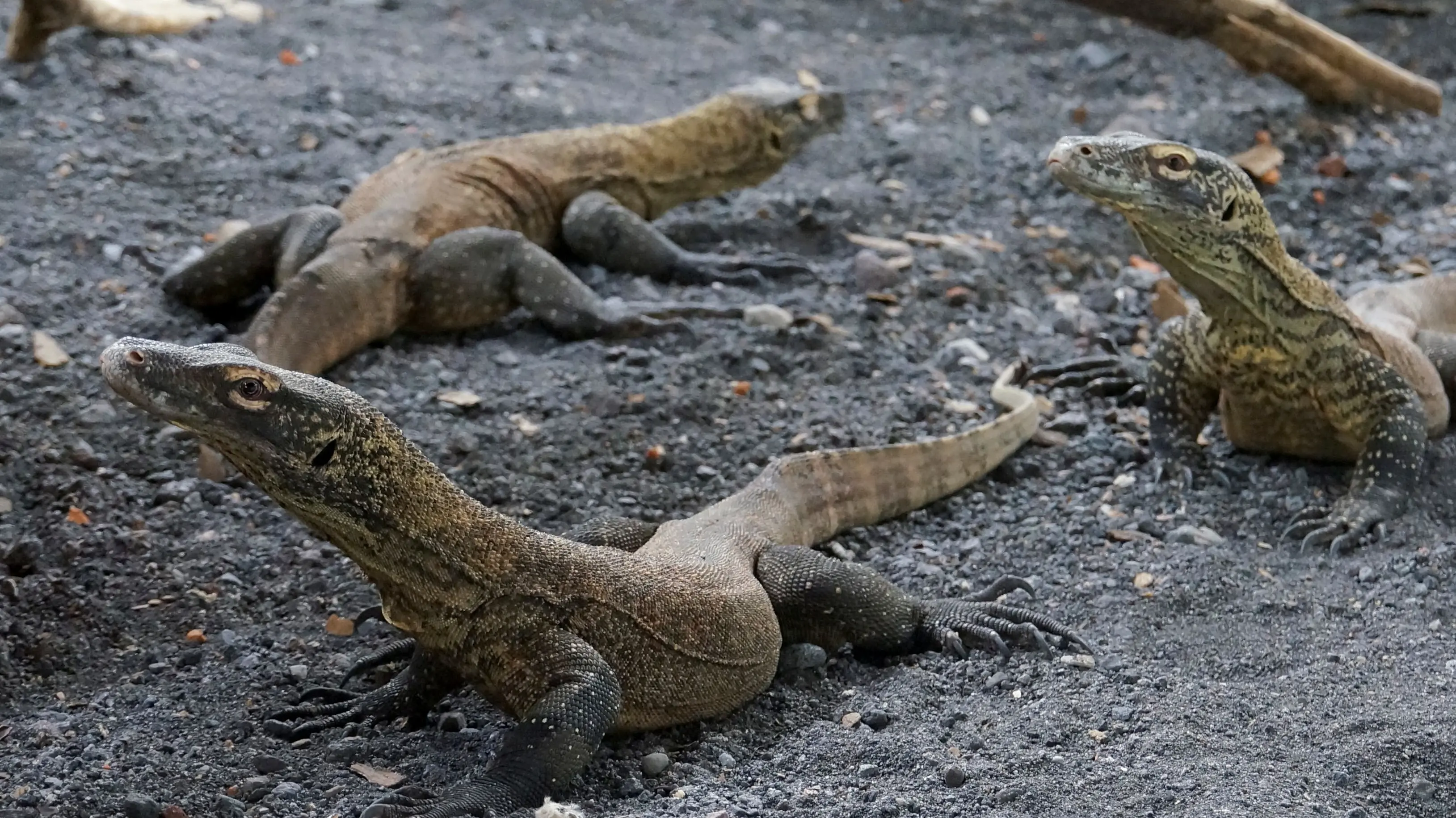 Zoo trying to save Komodo dragons