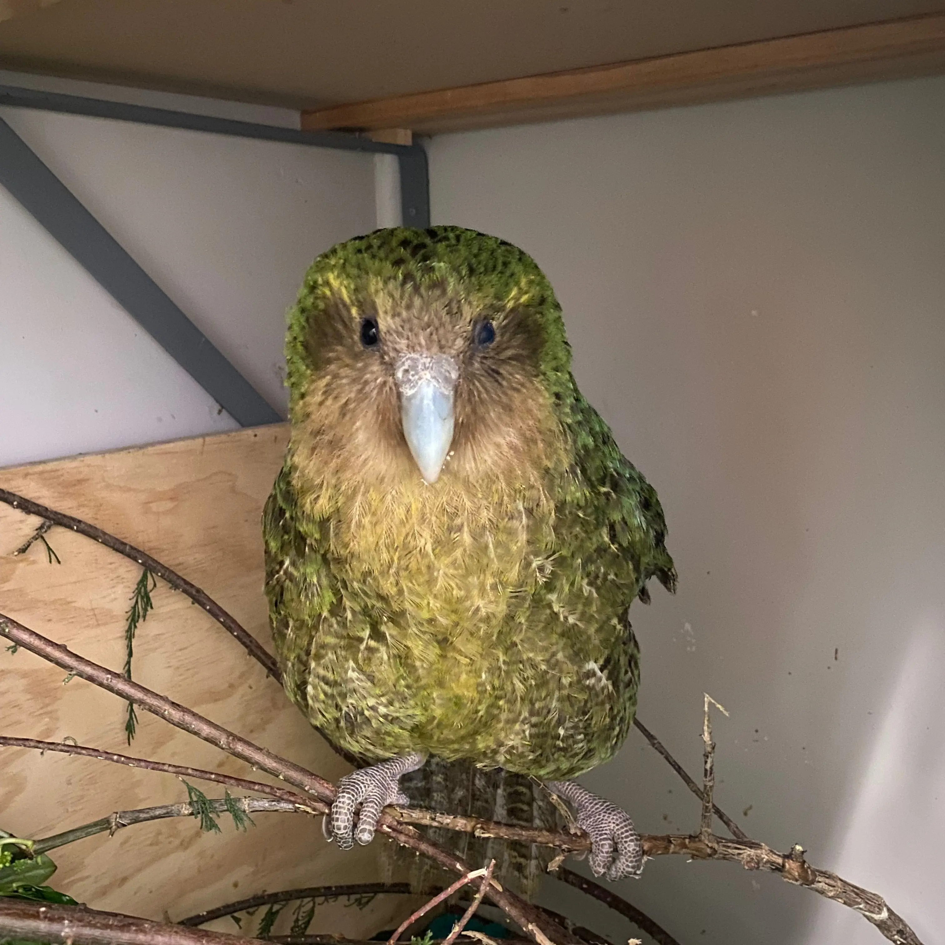 Eye injuries in birds can be tricky