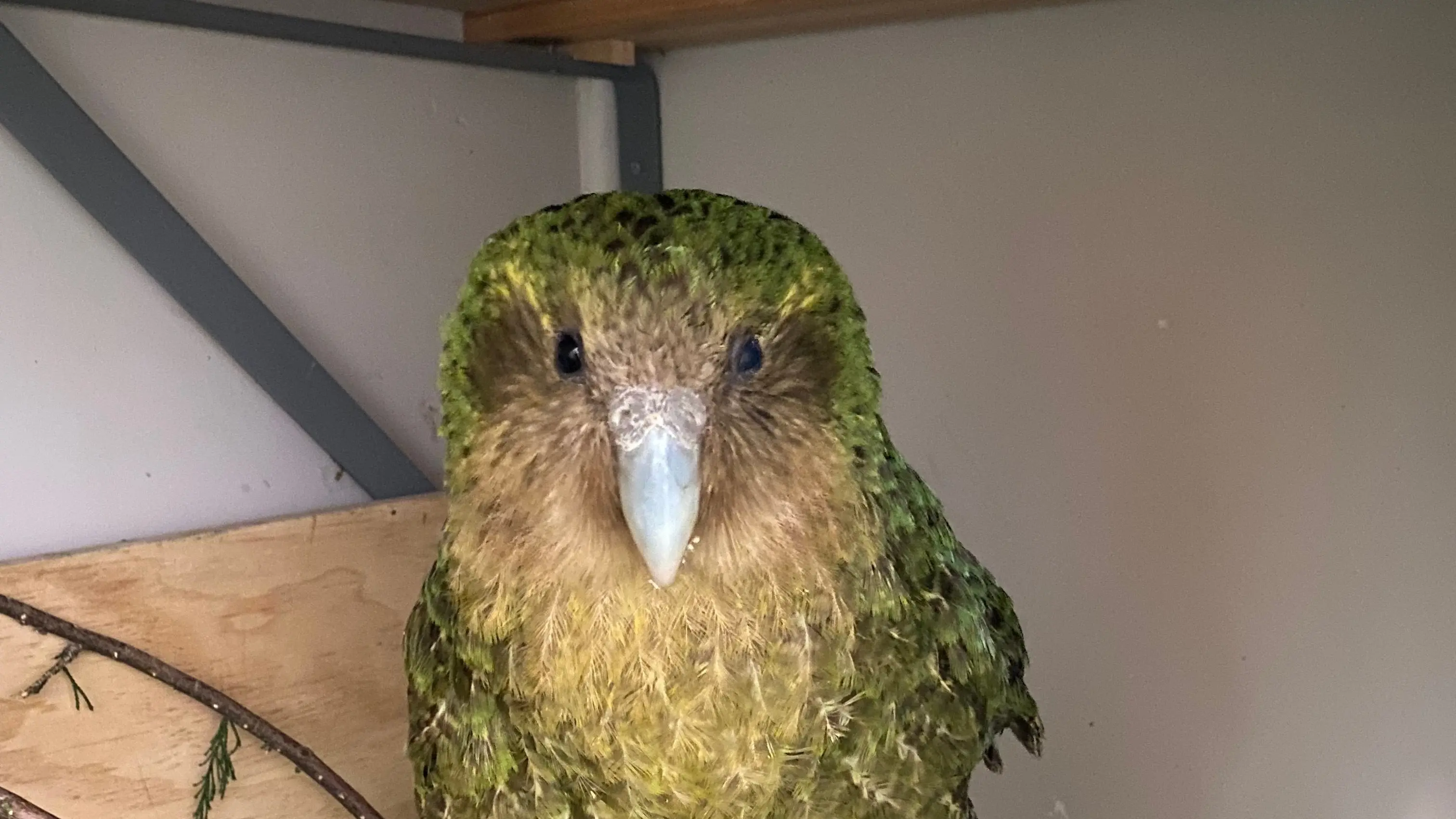 Eye injuries in birds can be tricky