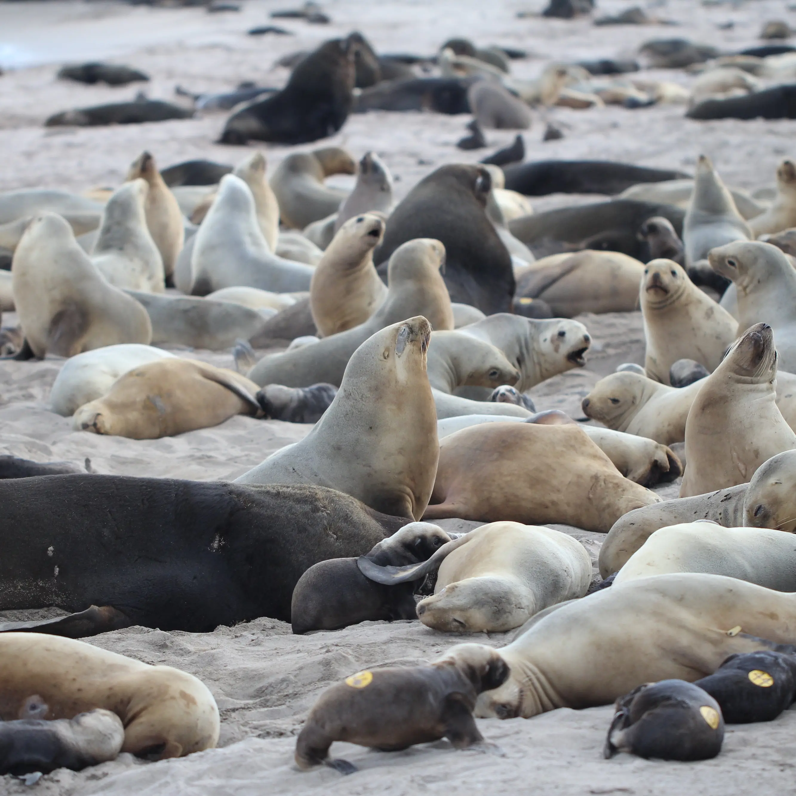 Ivermectin shows promise for helping sea lions