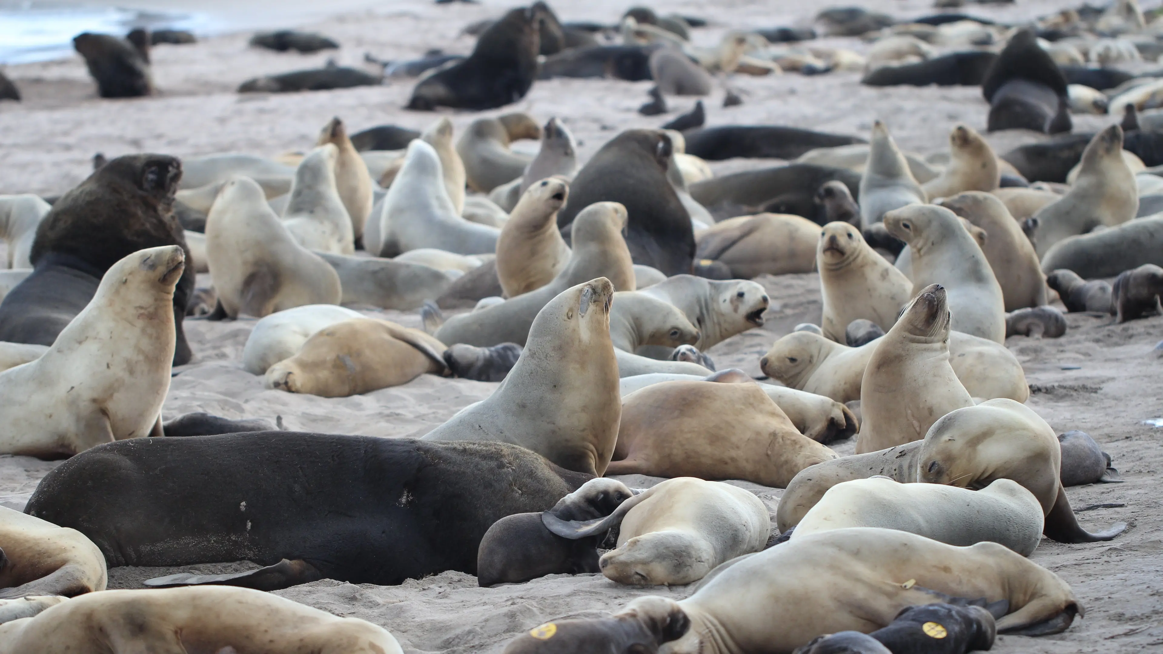 Ivermectin shows promise for helping sea lions
