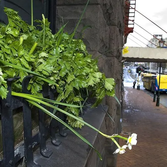 Plants in unlikely places: Landlord keen on greens