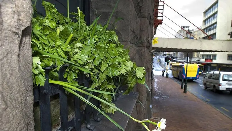 Plants in unlikely places: Landlord keen on greens