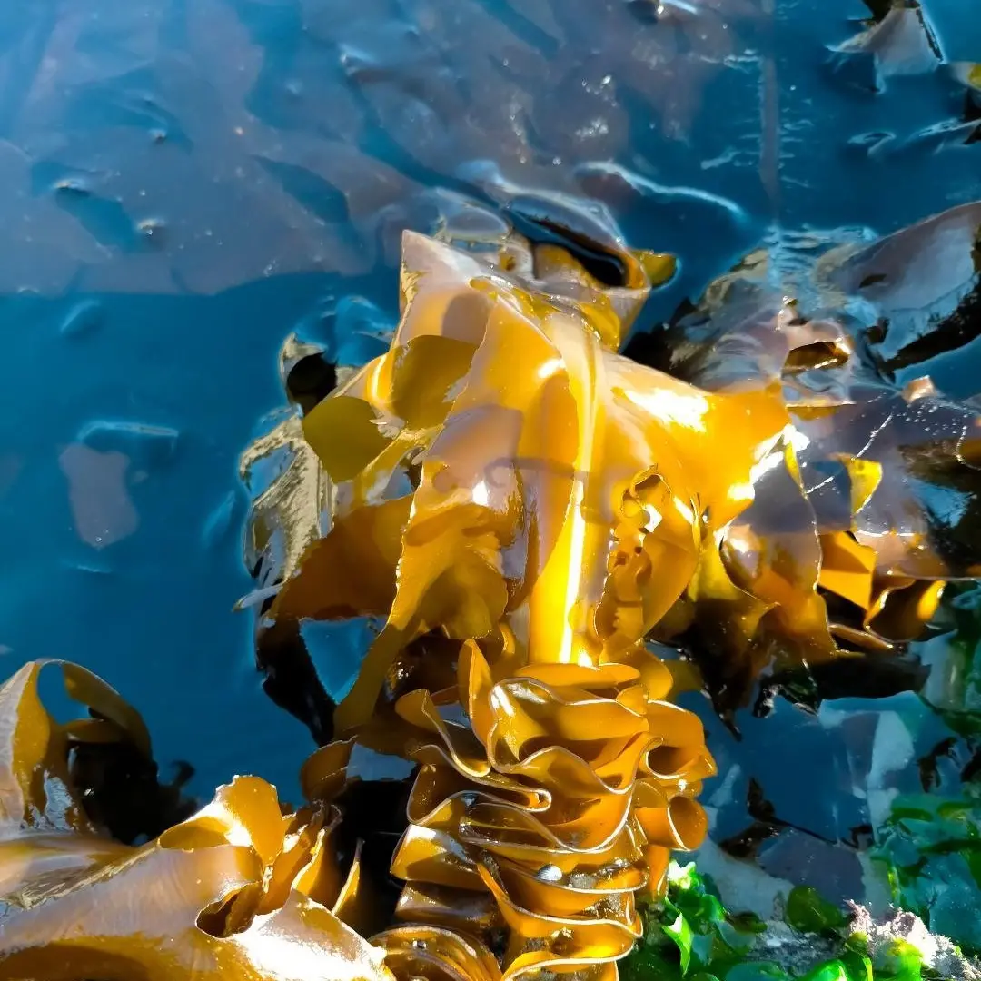 Eating back the seaweed tide