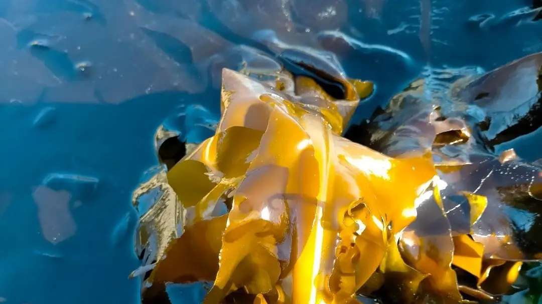 Eating back the seaweed tide