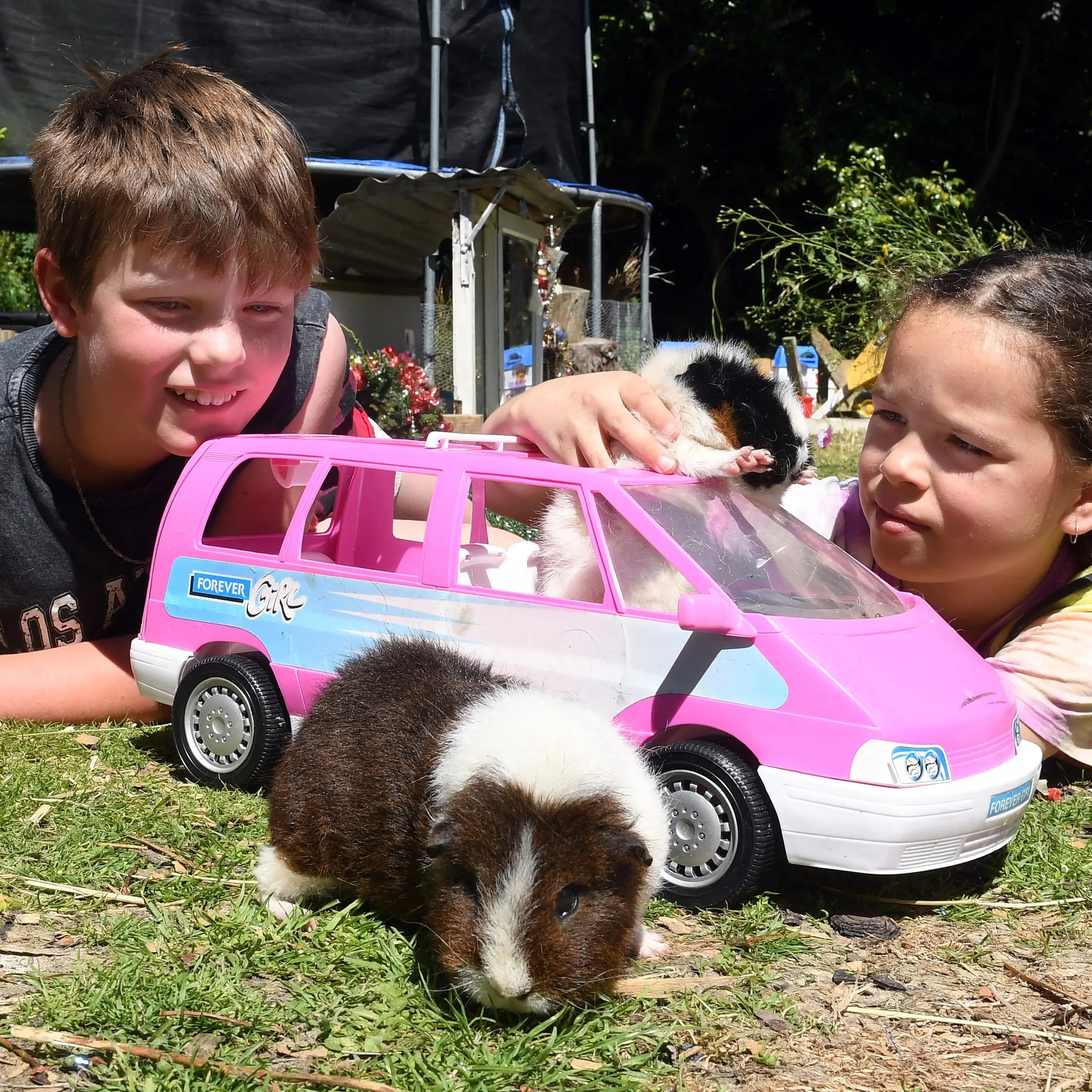 And this little guinea pig went ...