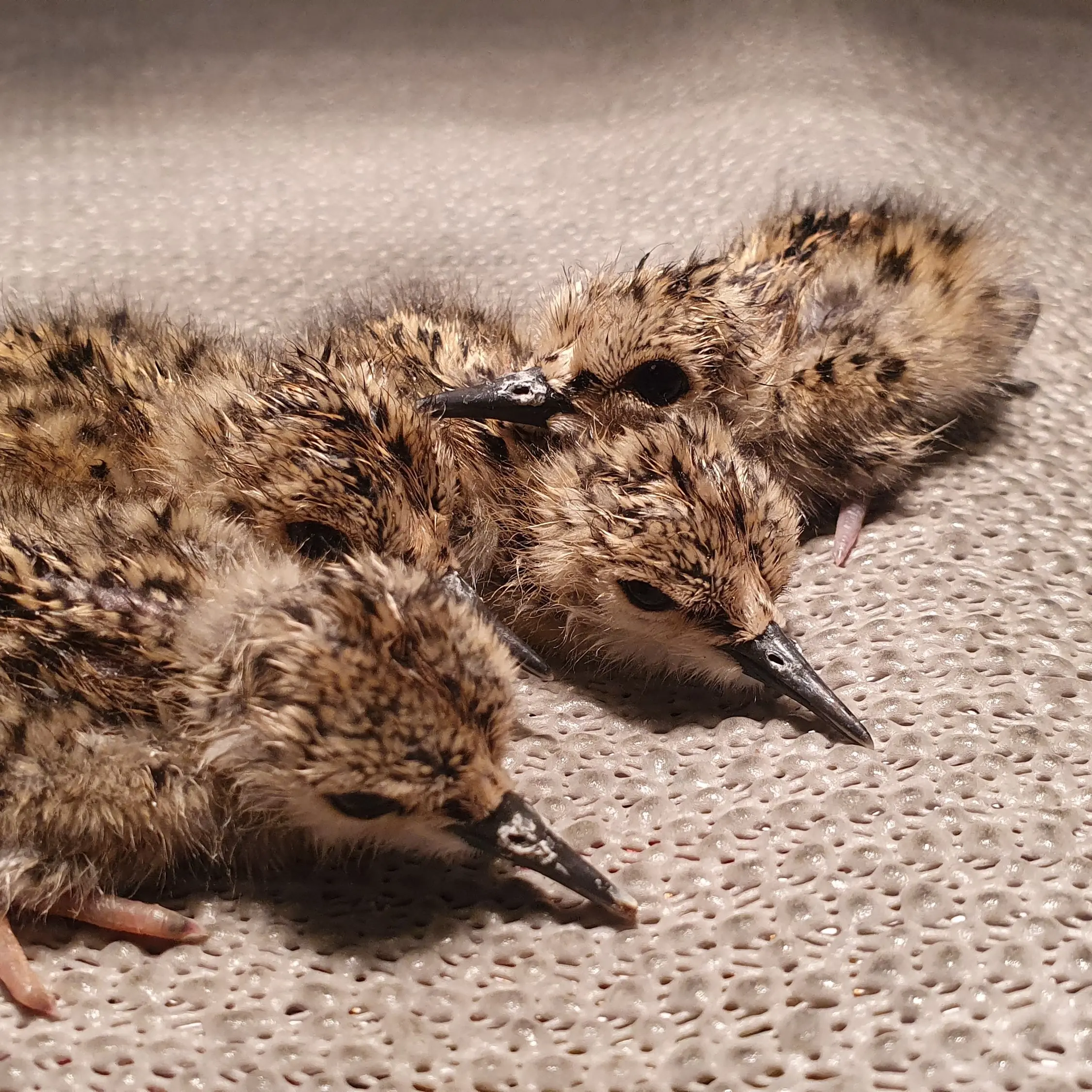 Number of kaki chicks 'abnormally high'