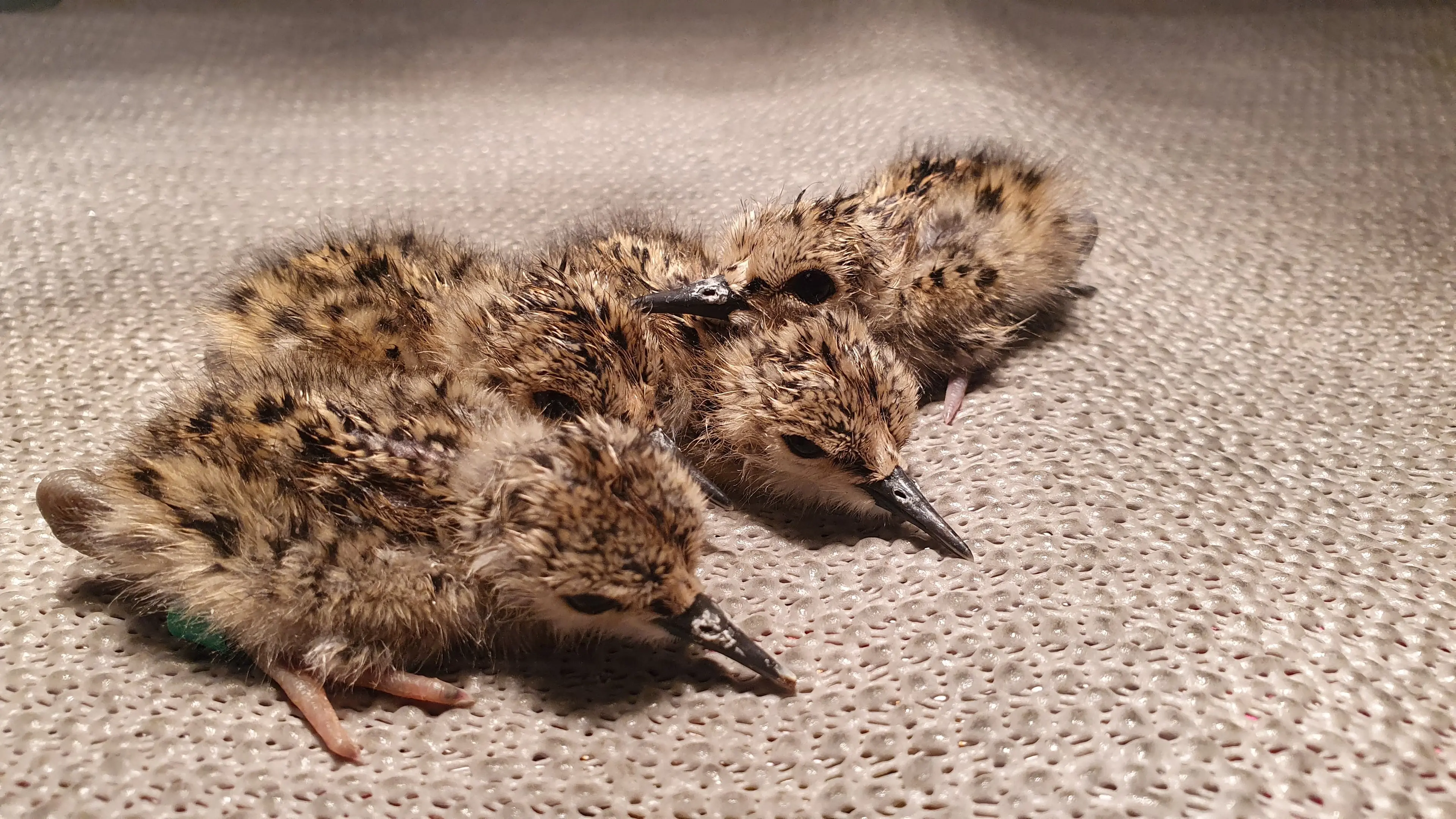 Number of kaki chicks 'abnormally high'