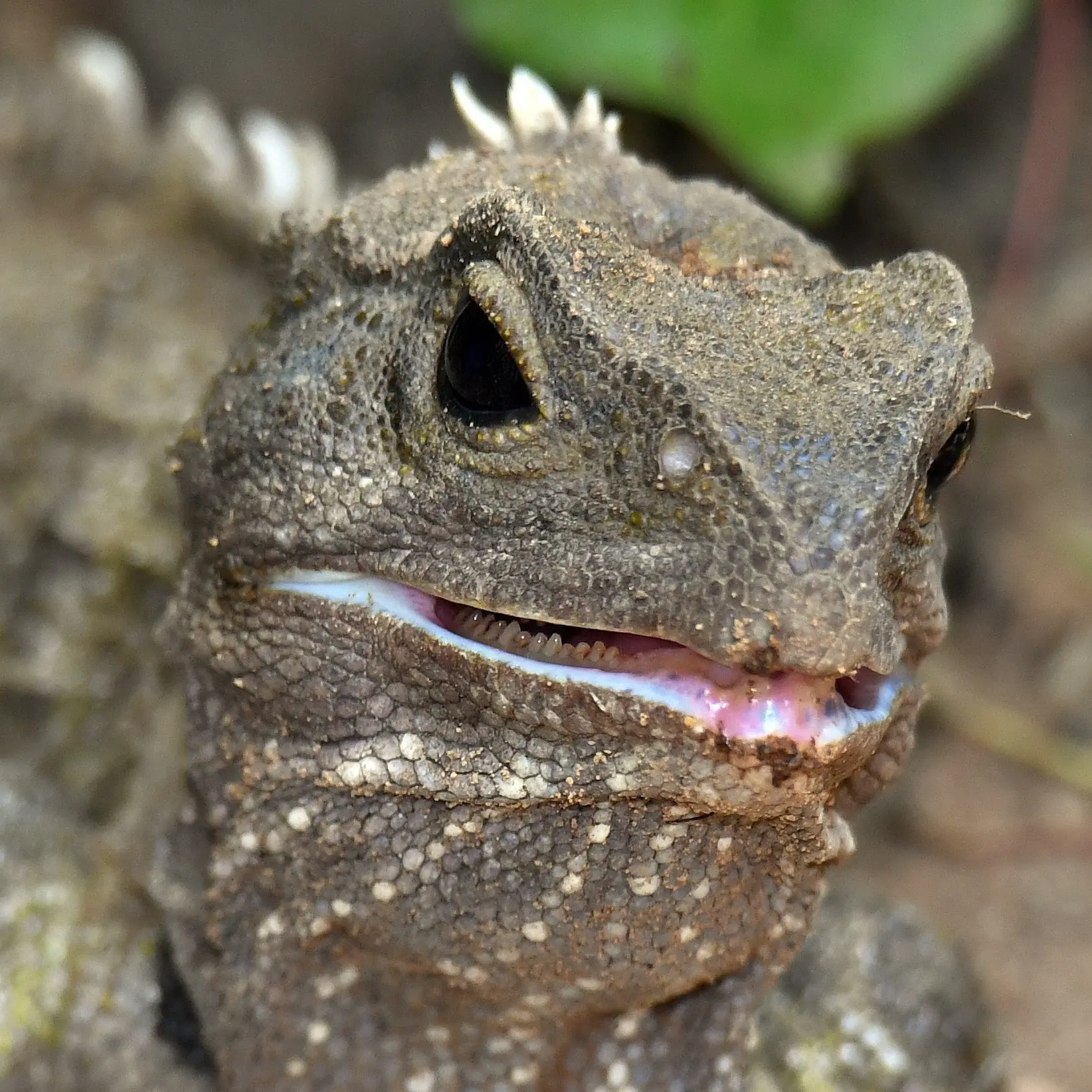 Climate presents challenge for tuatara
