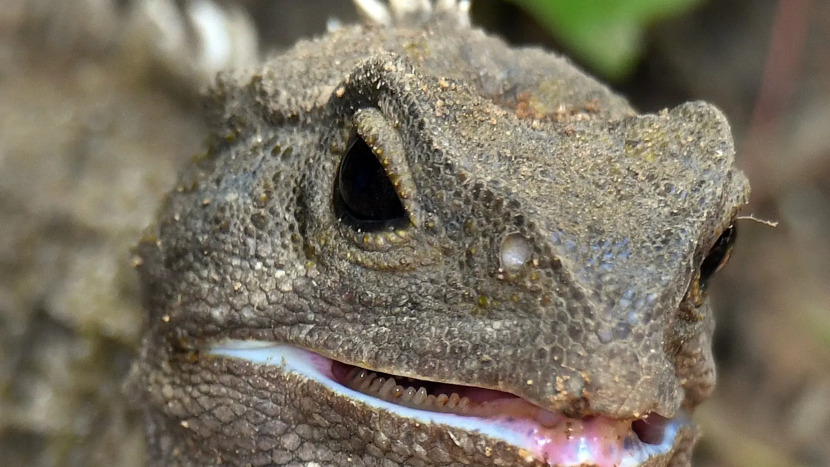 Climate presents challenge for tuatara