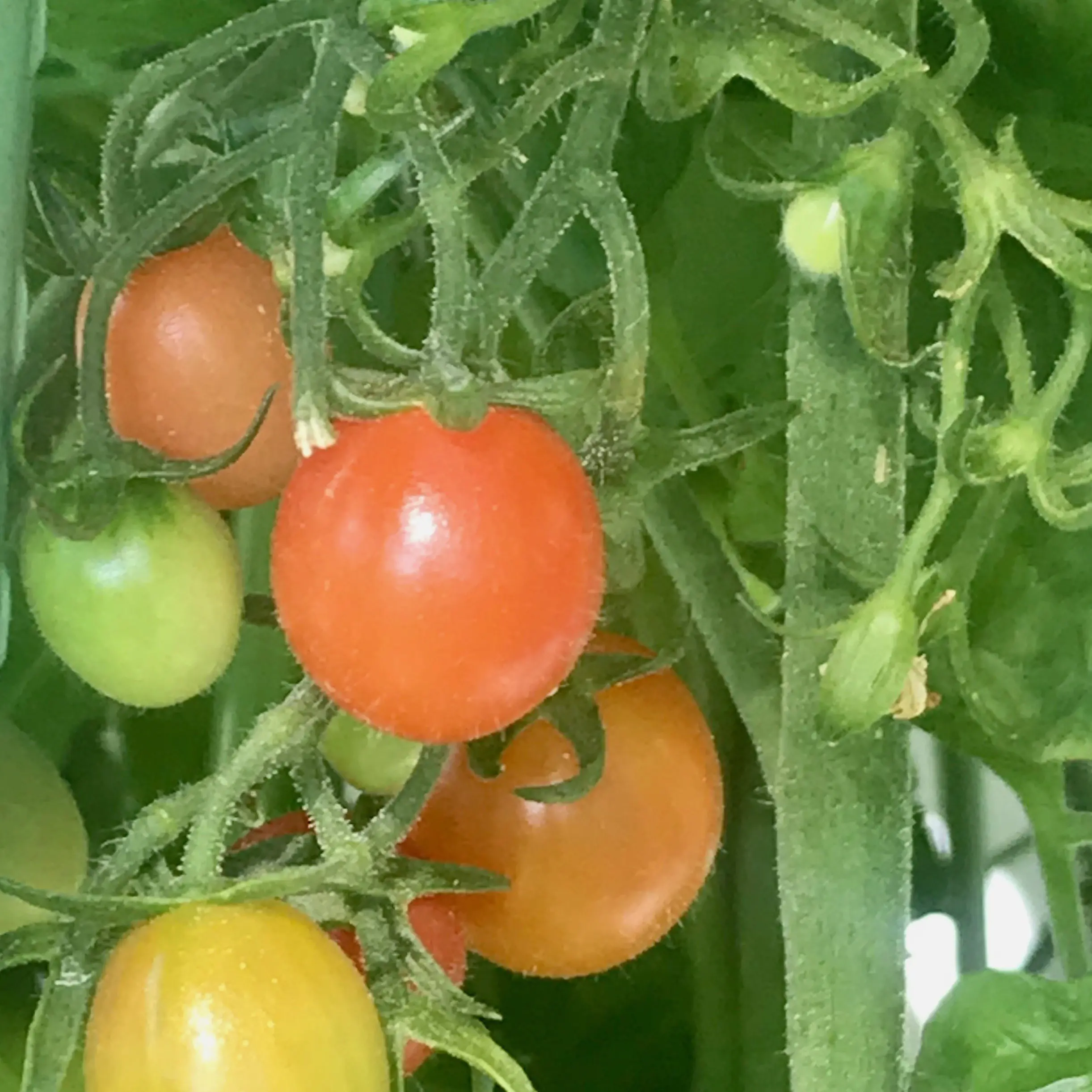 Your Garden