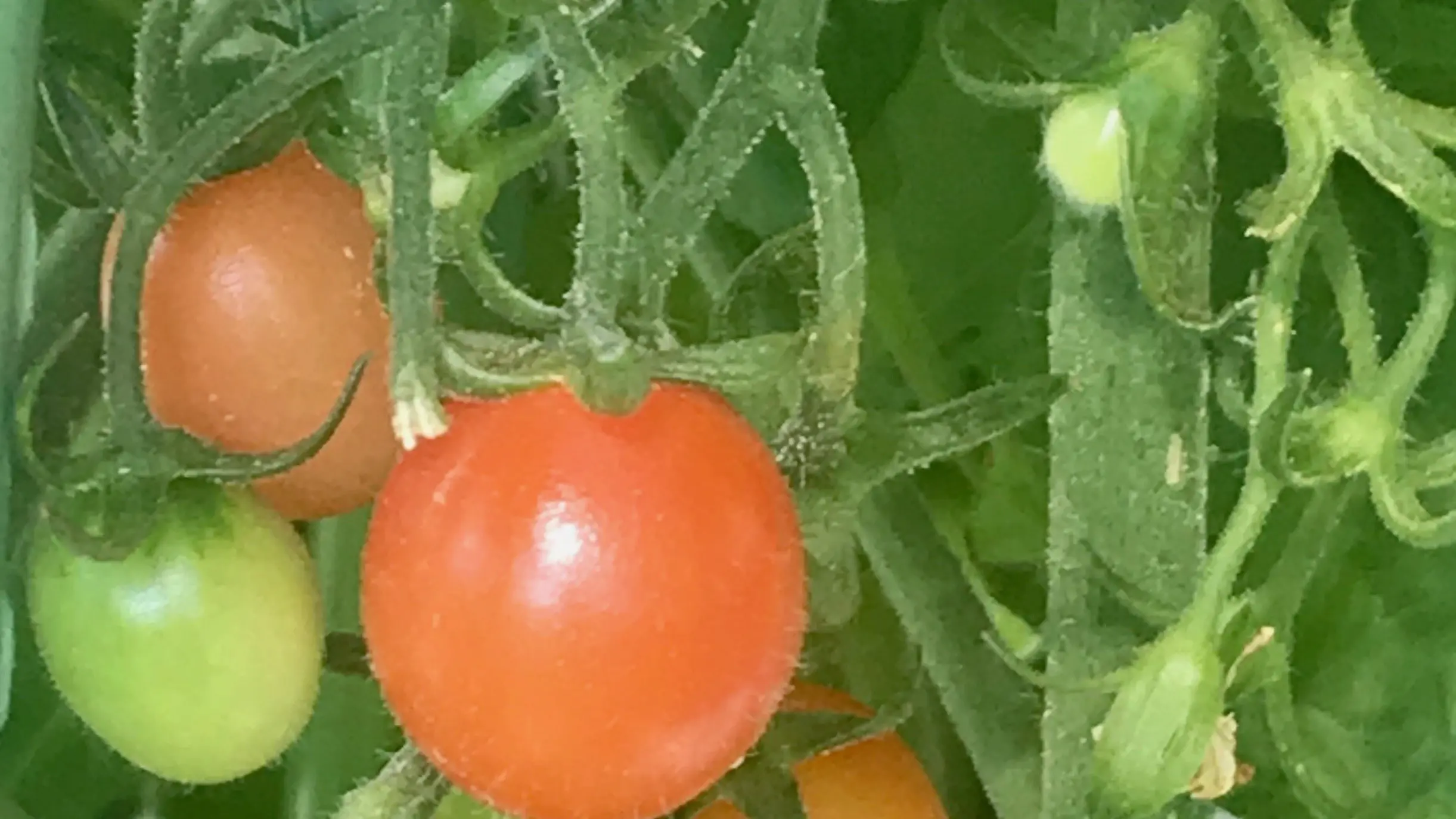 Your Garden