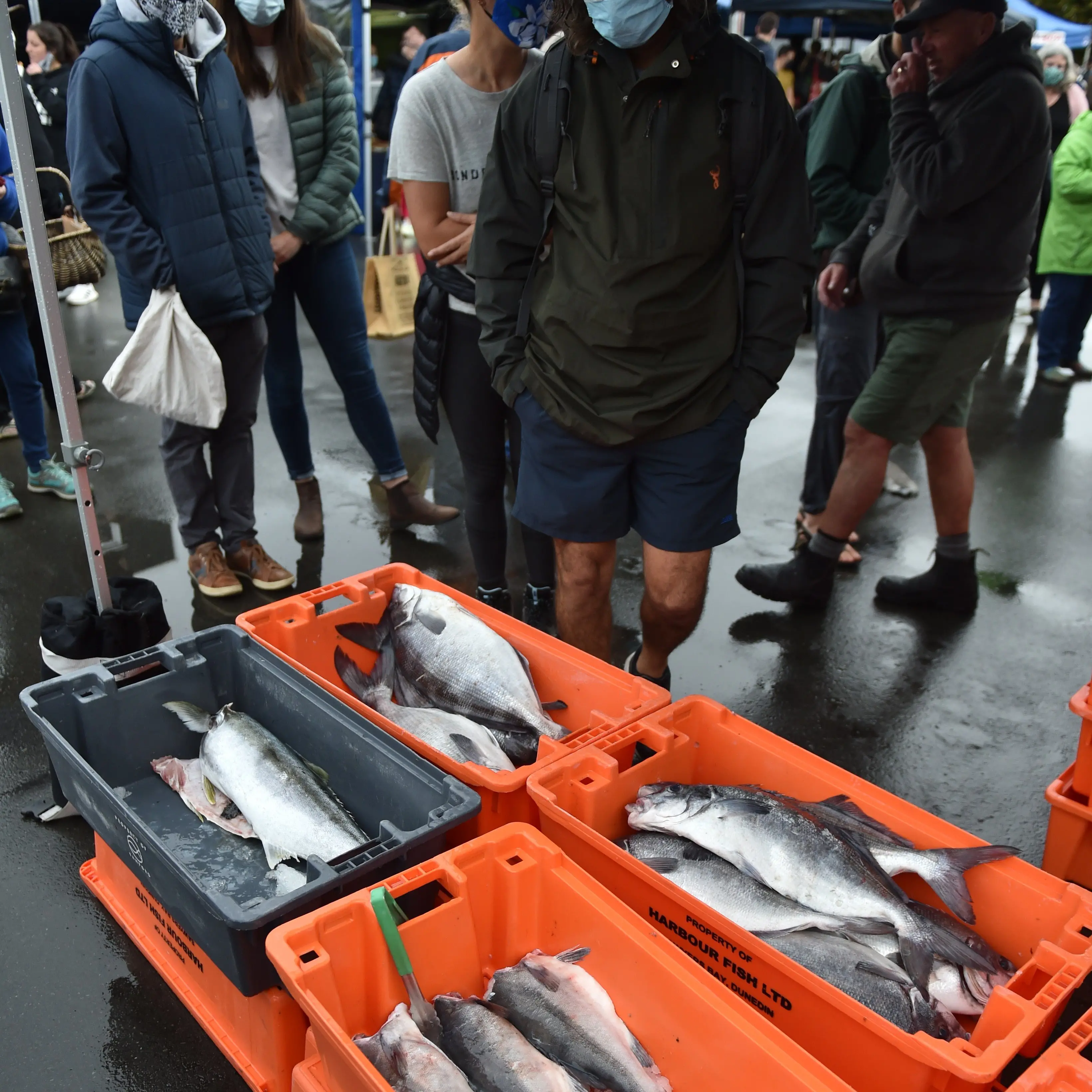 Coasting through whitebait territory