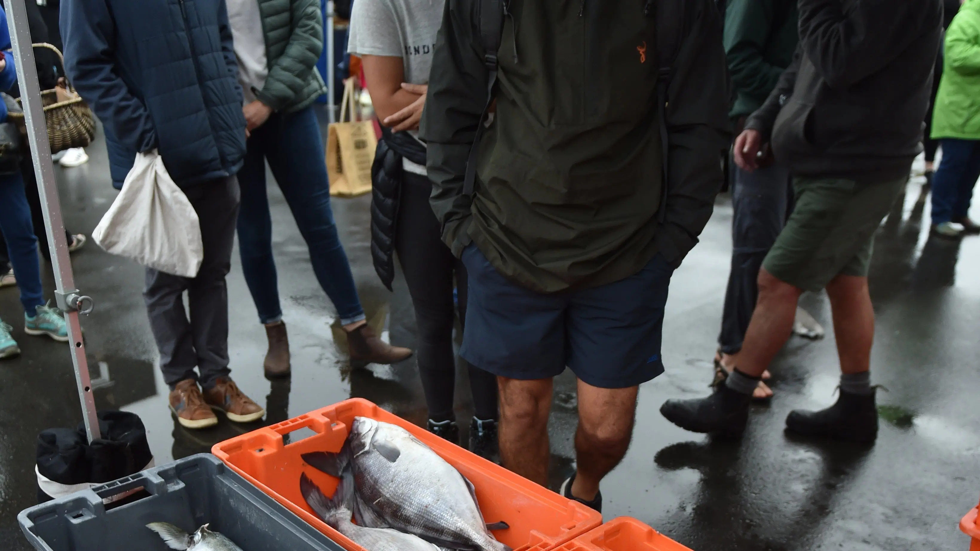 Coasting through whitebait territory