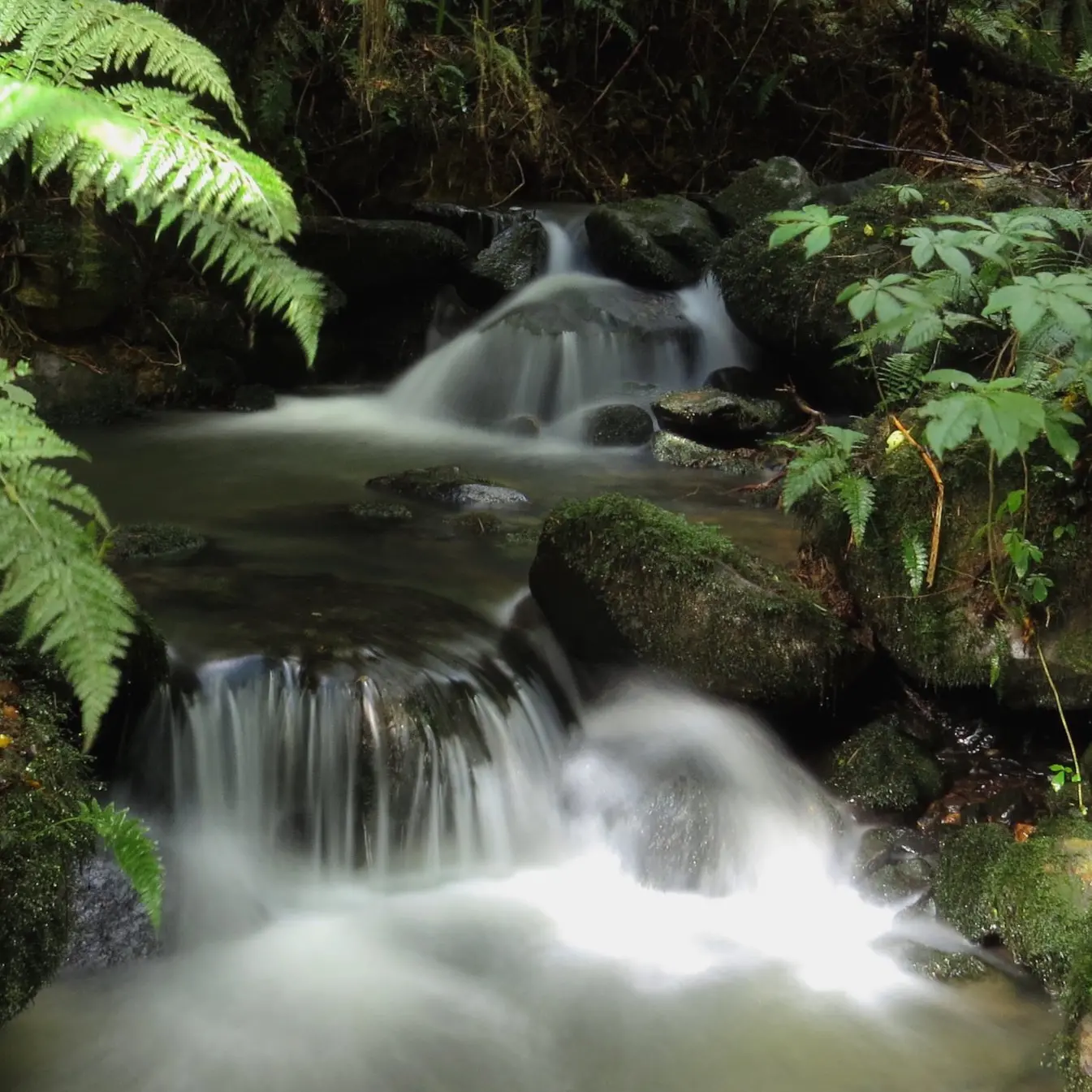 Stream teems with nature’s wonders