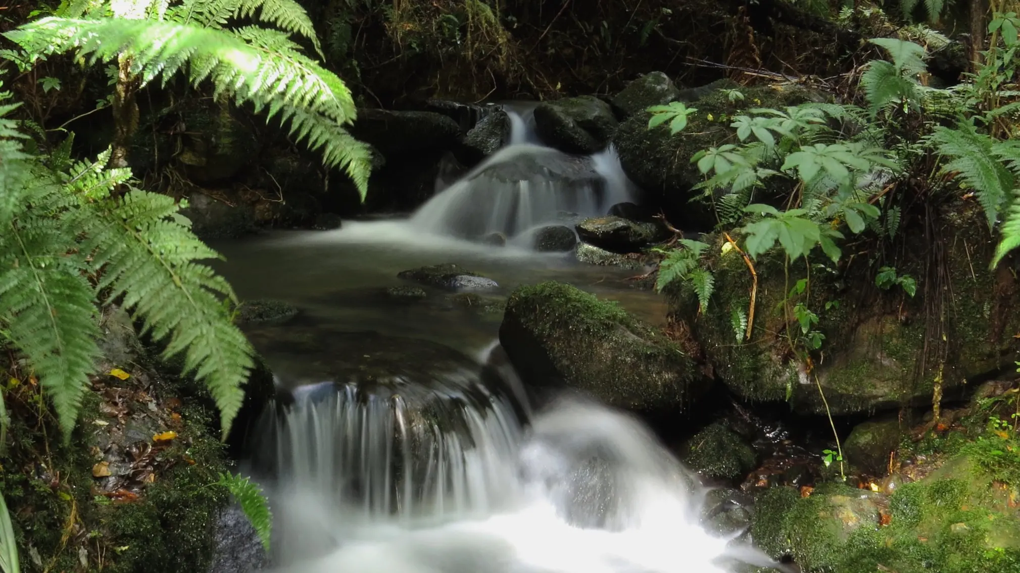 Stream teems with nature’s wonders