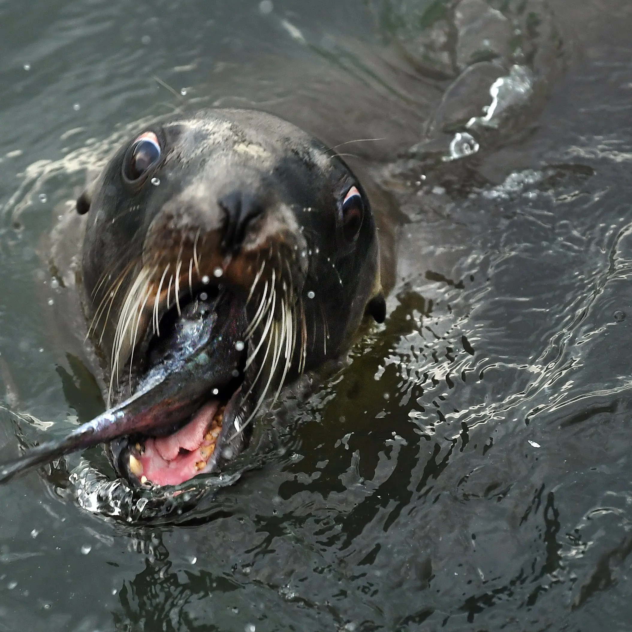 Bream me up: it’s dinner time for this fur seal