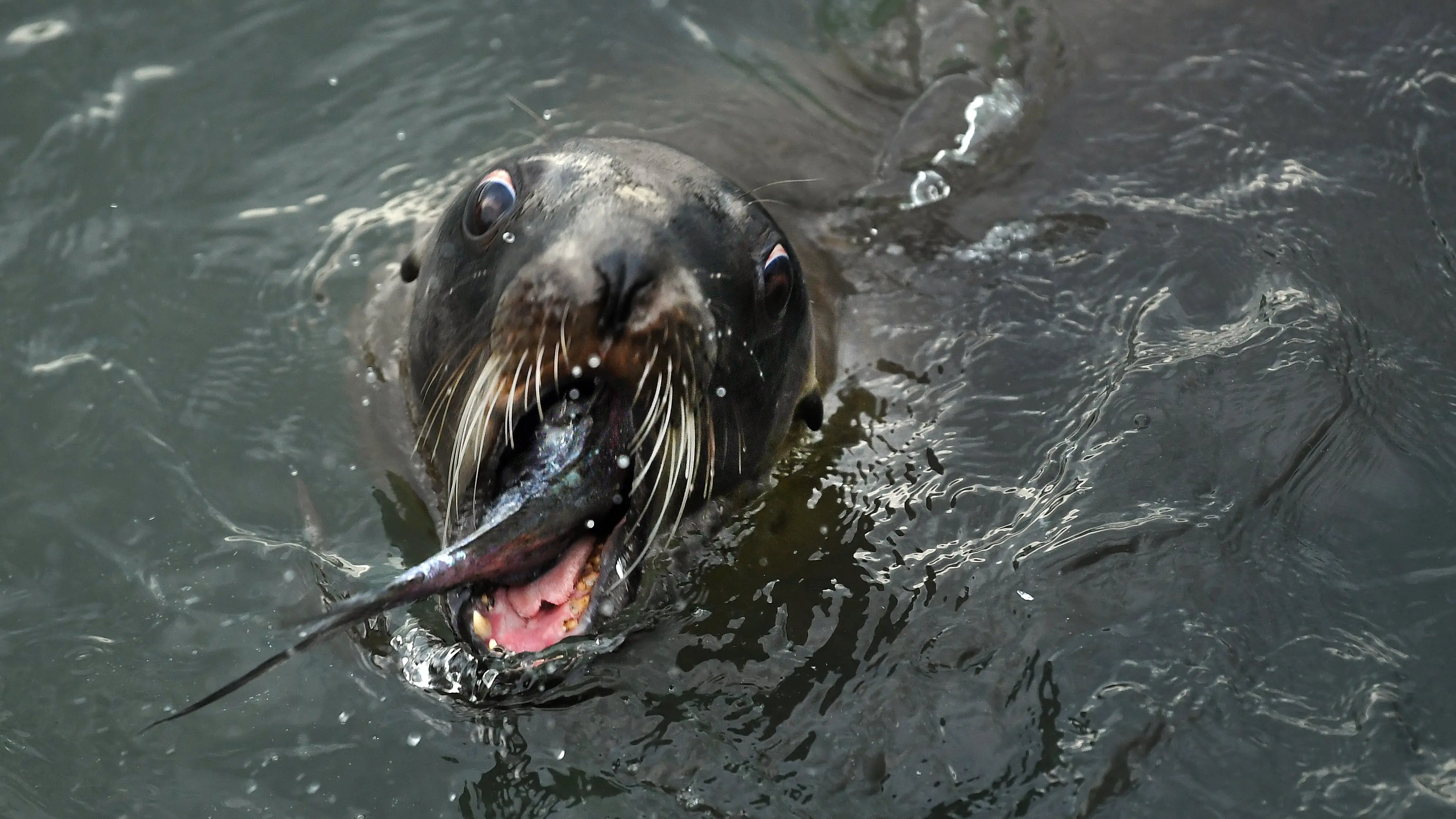 Bream me up: it’s dinner time for this fur seal