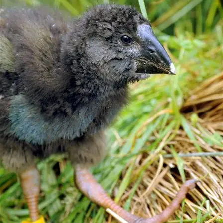 Takahe work paying off