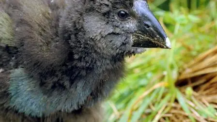 Takahe work paying off