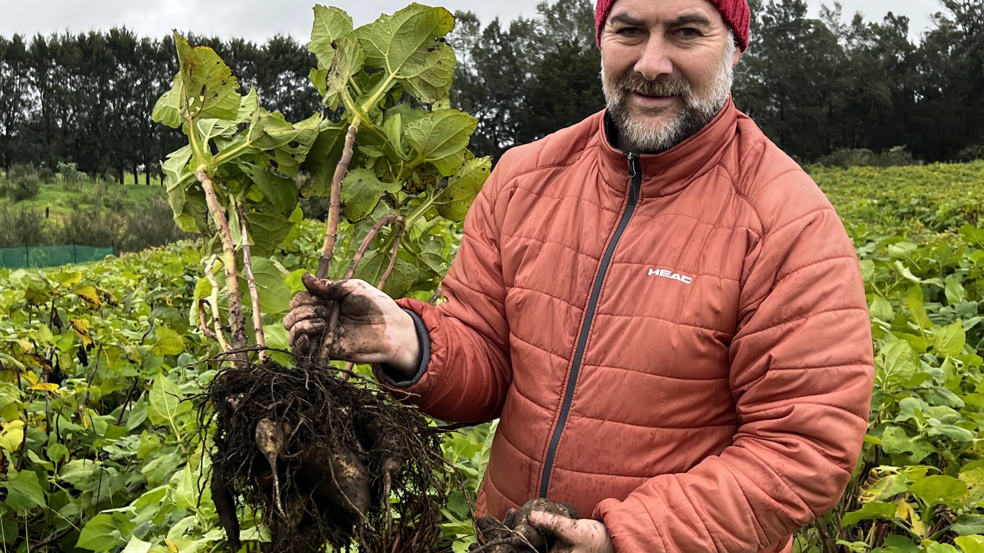 NZ should aim to become ‘health foods capital’