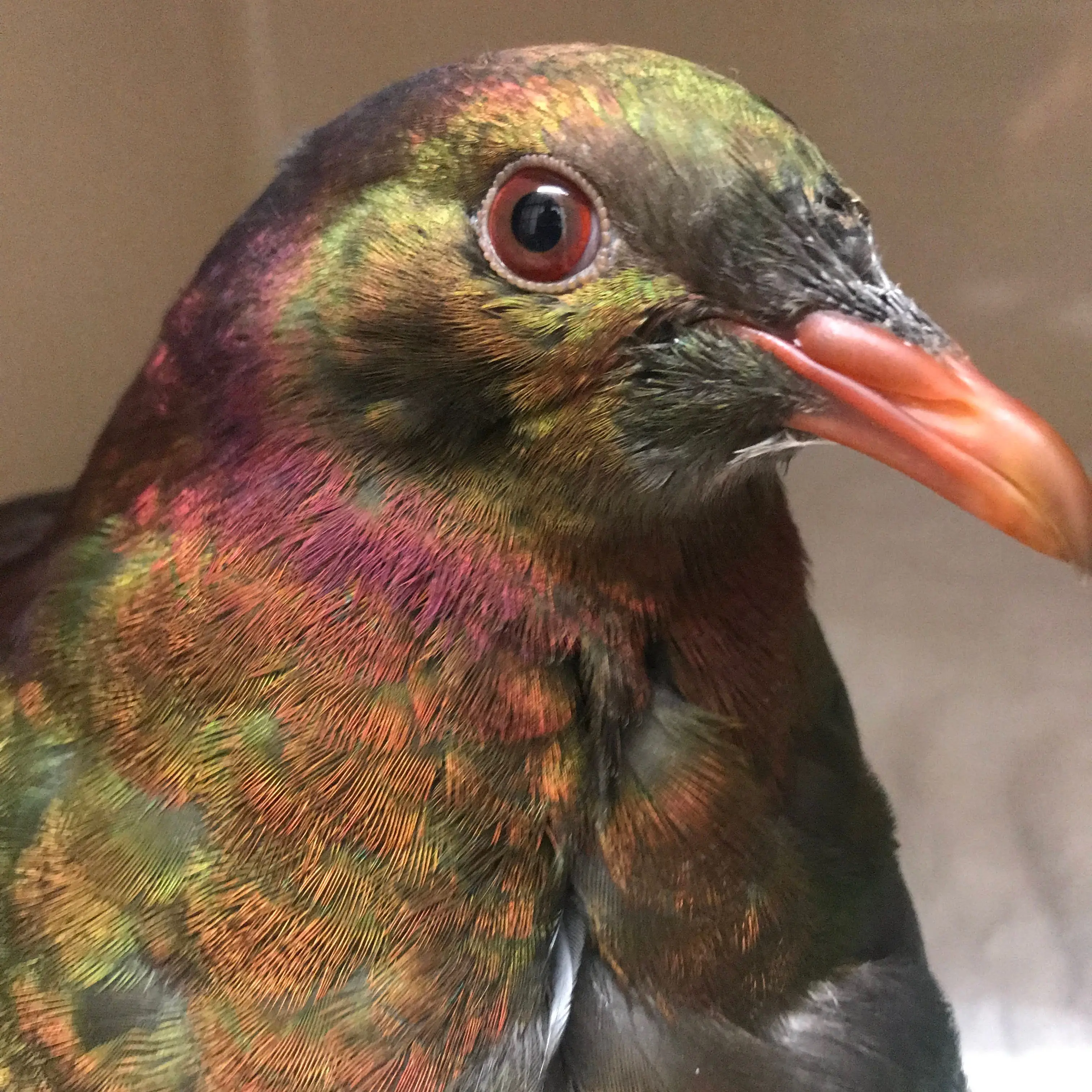 Caring for injured kereru