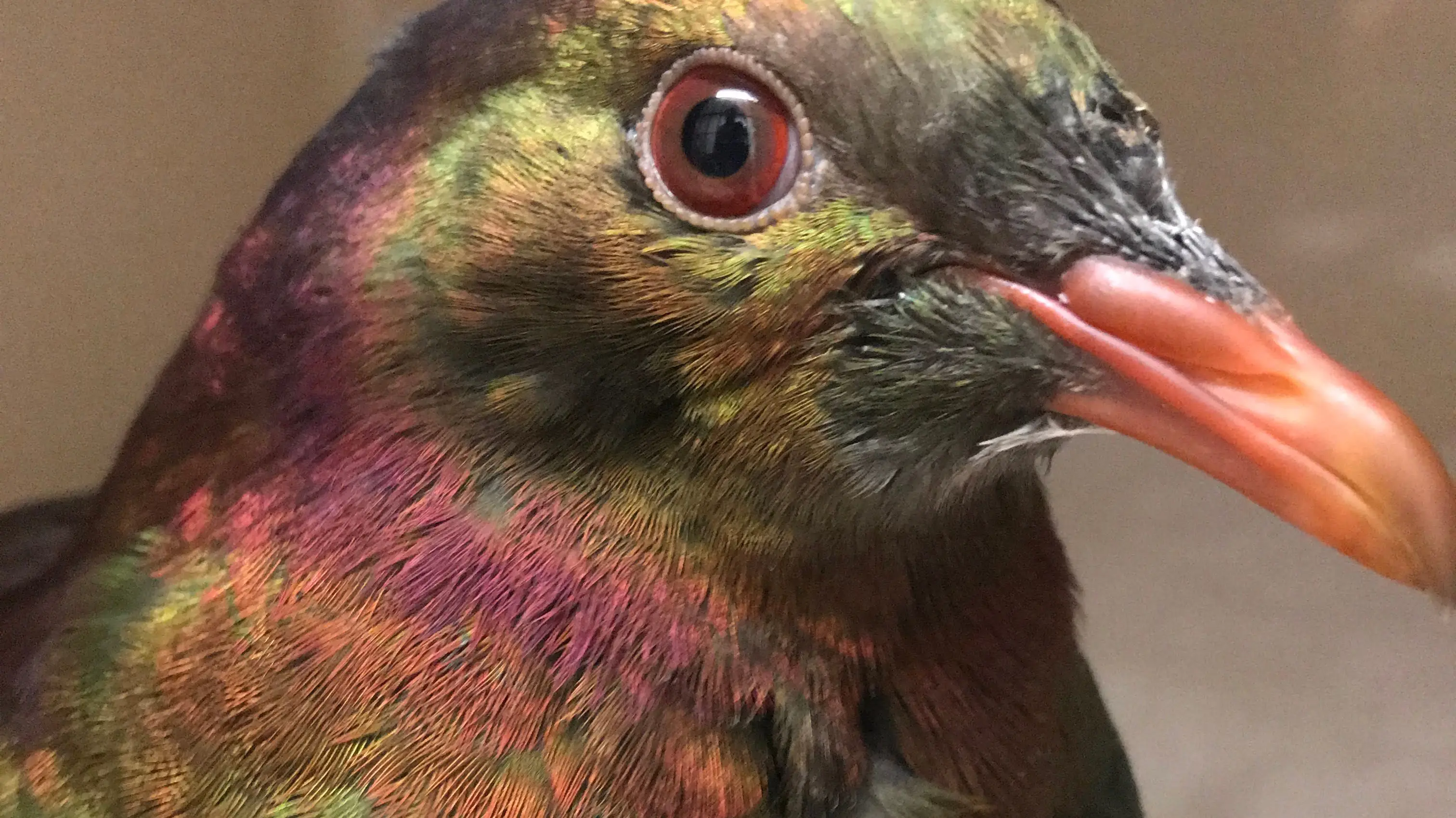 Caring for injured kereru