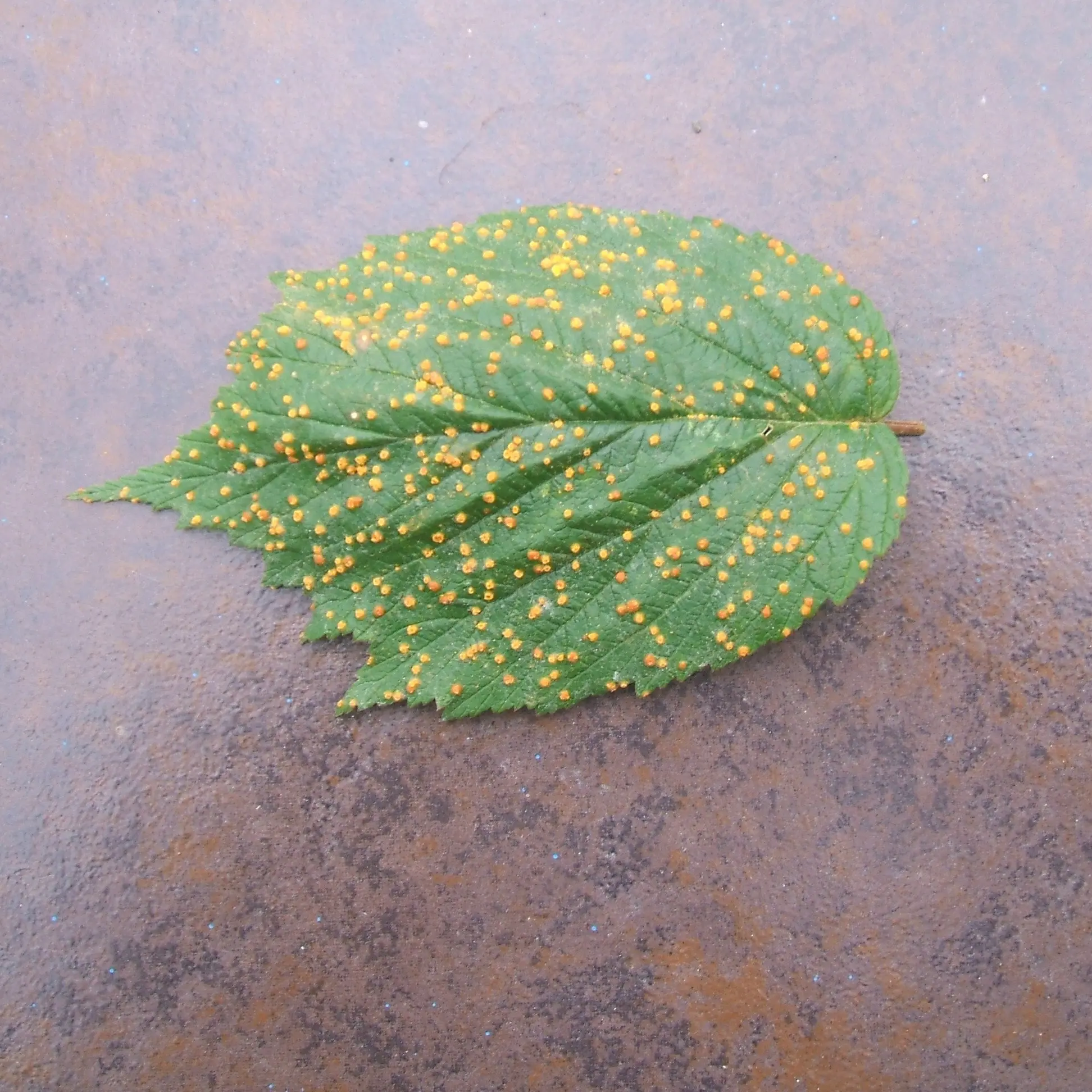 A rust fungus invasion