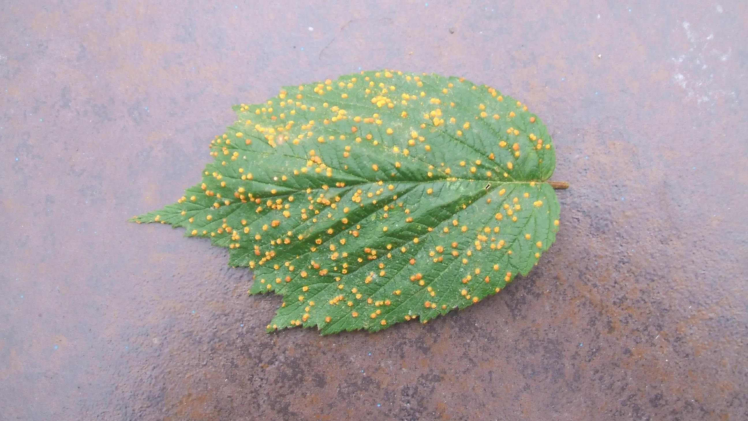 A rust fungus invasion
