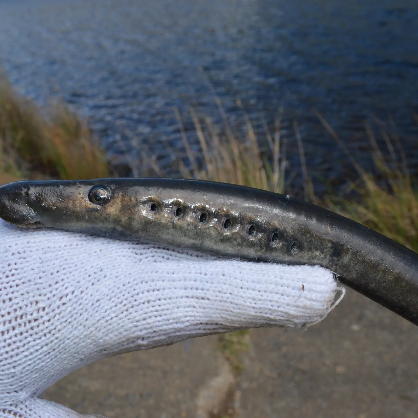 Blood-sucking fish in its own league