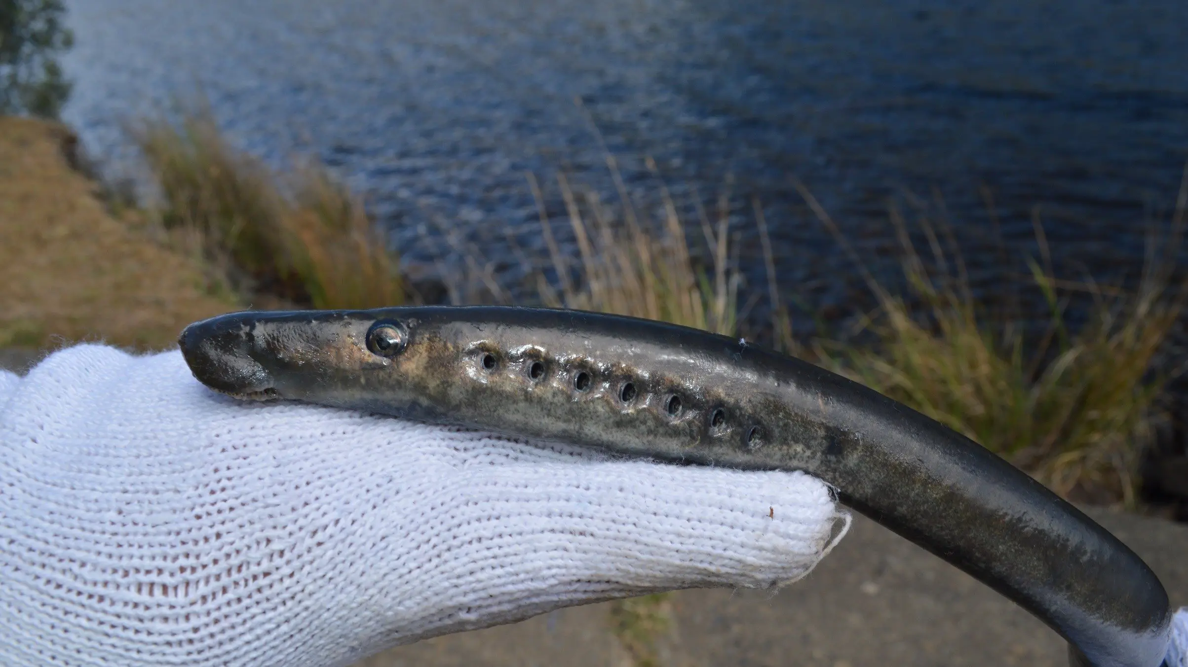 Blood-sucking fish in its own league