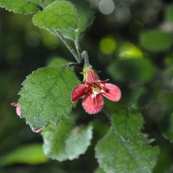Plant Life: North Islander thriving in the South