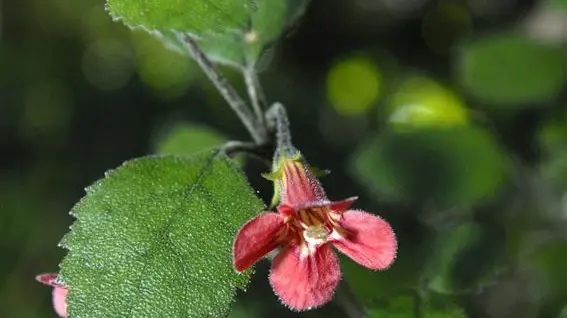 Plant Life: North Islander thriving in the South