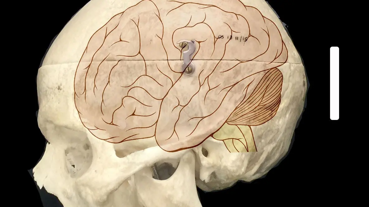 Comparisons with AI raise questions about the uniqueness of our brains