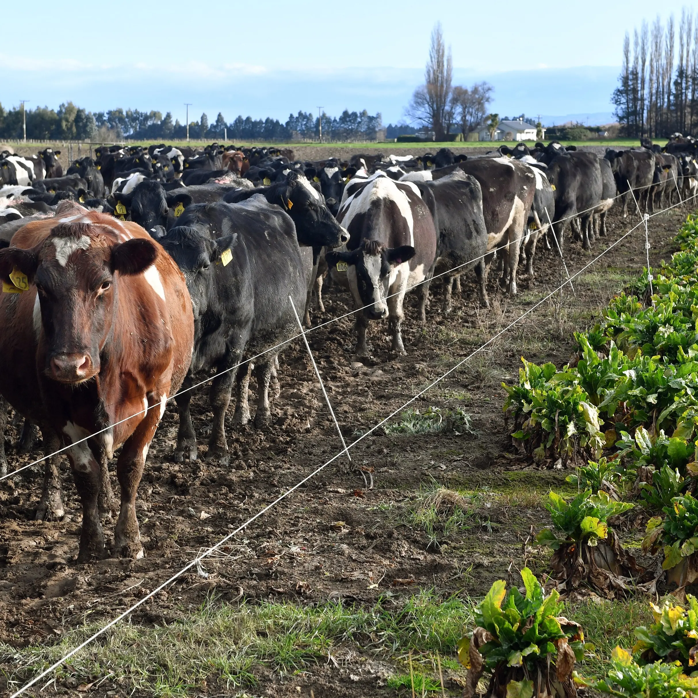 A call for dairying bans to save rivers