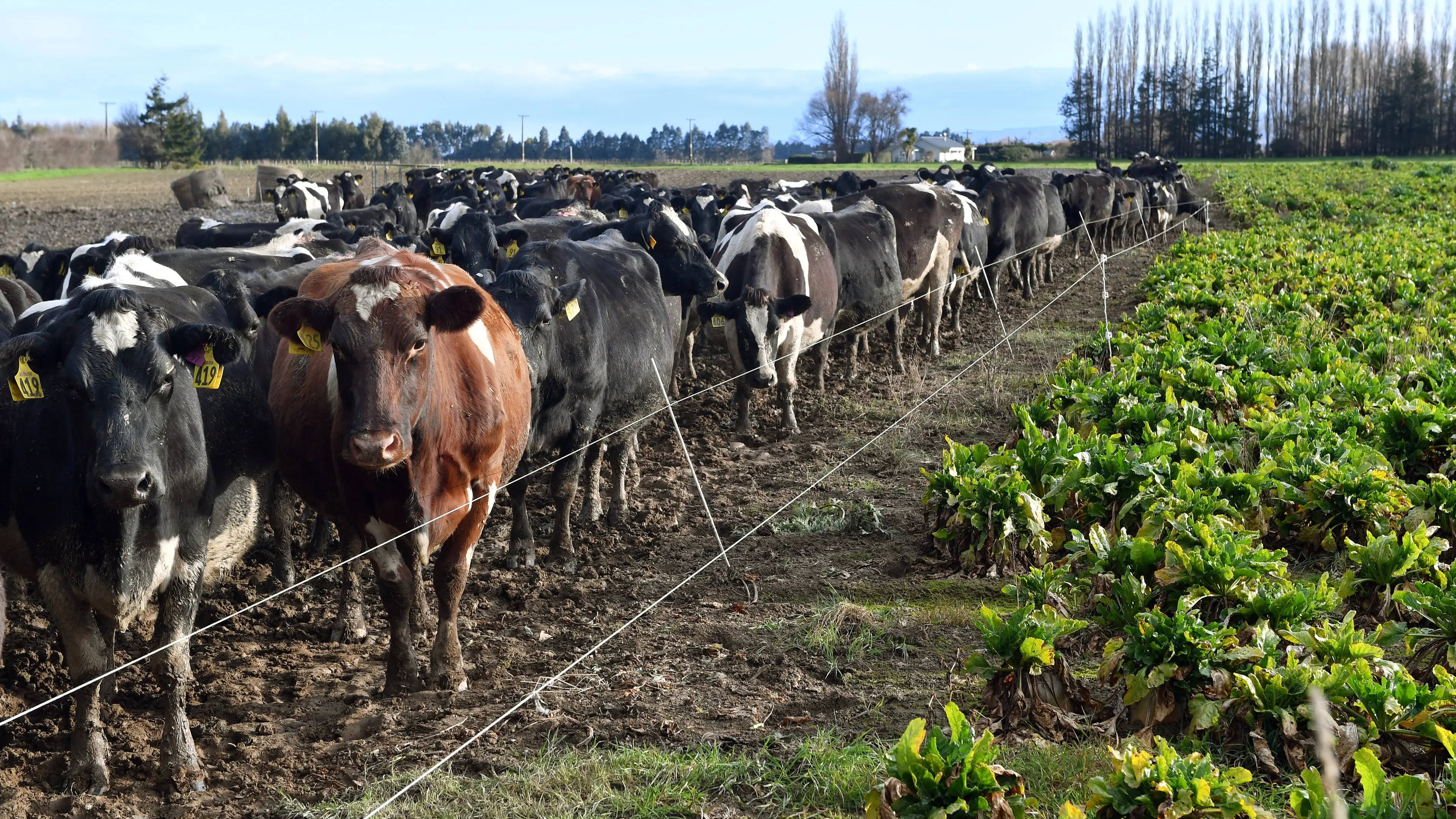 A call for dairying bans to save rivers