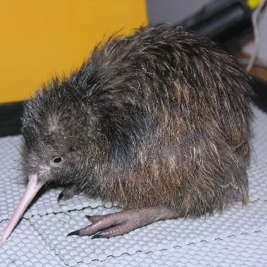 11 kiwi chicks found dead in private reserve