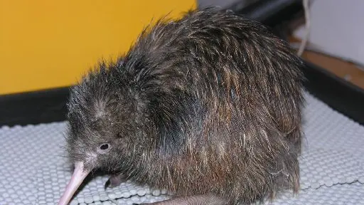 11 kiwi chicks found dead in private reserve