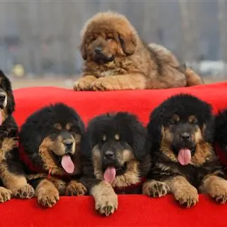 Sheep dogs new status symbol for China's ultra-rich