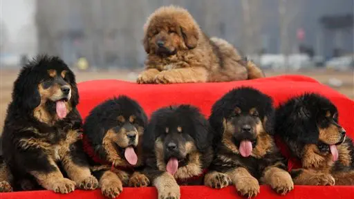 Sheep dogs new status symbol for China's ultra-rich